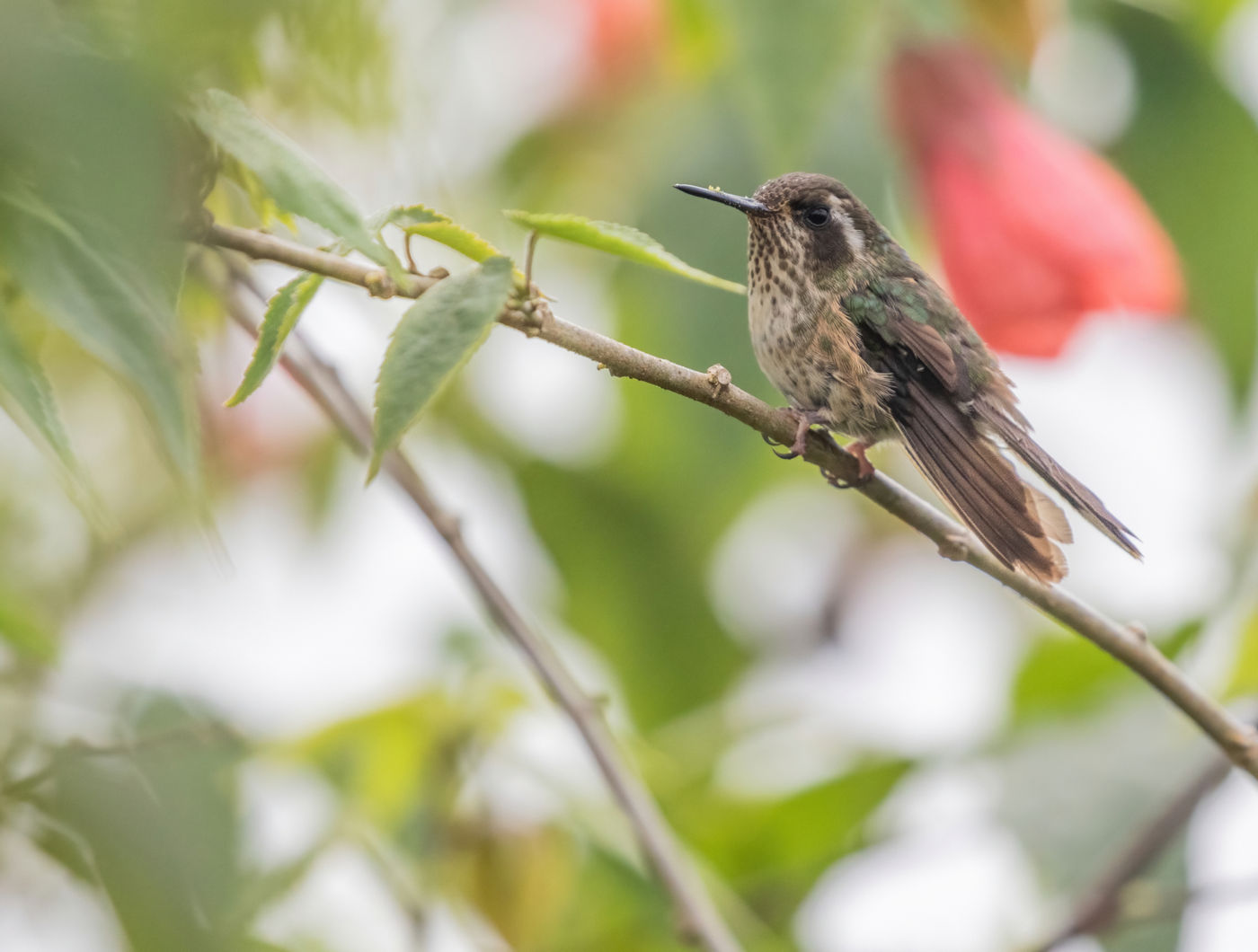 Speckled Hummingbird - Guayabetal (c) Joachim Bertrands