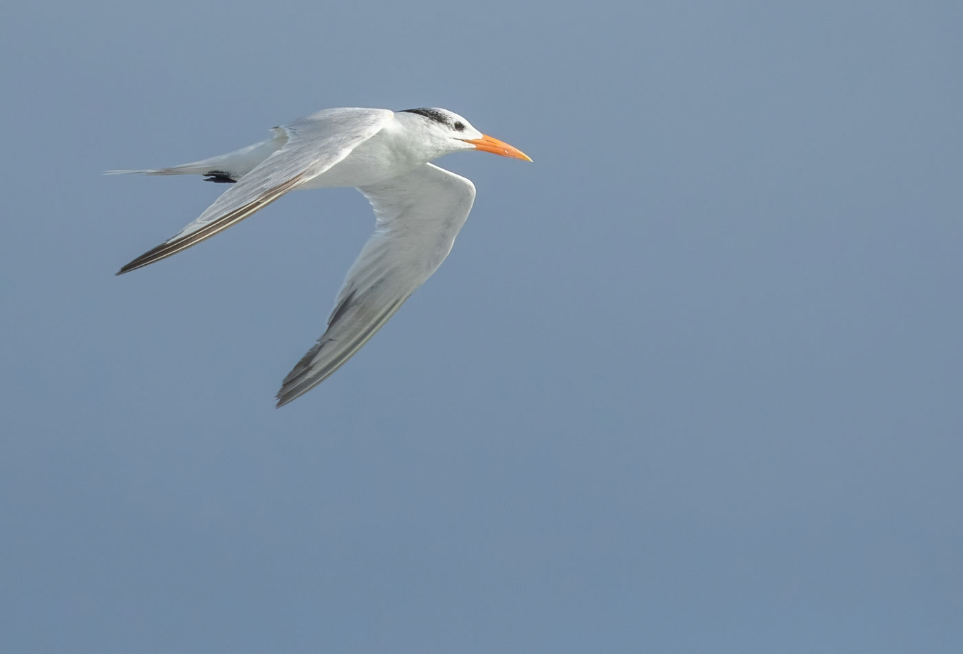 American Royal Tern (c) Joachim Bertrands