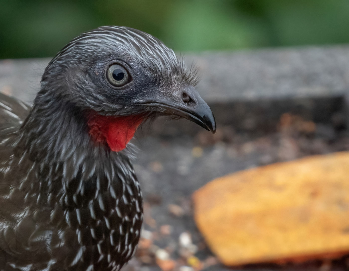 Band-tailed Guan (c) Joachim Bertrands