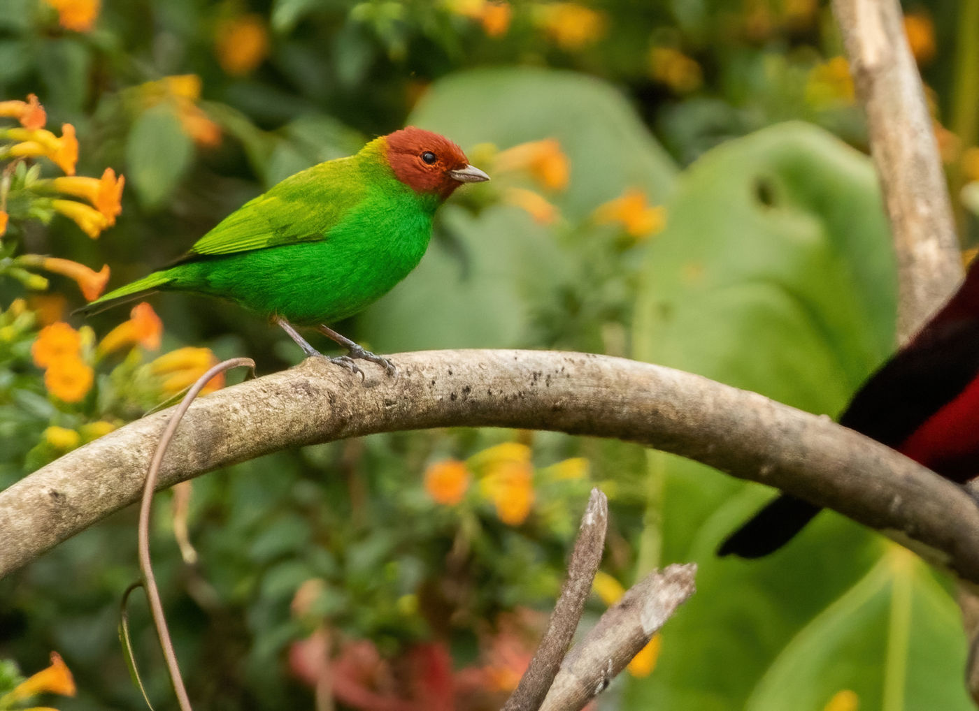 Bay-headed Tanager (c) Joachim Bertrands