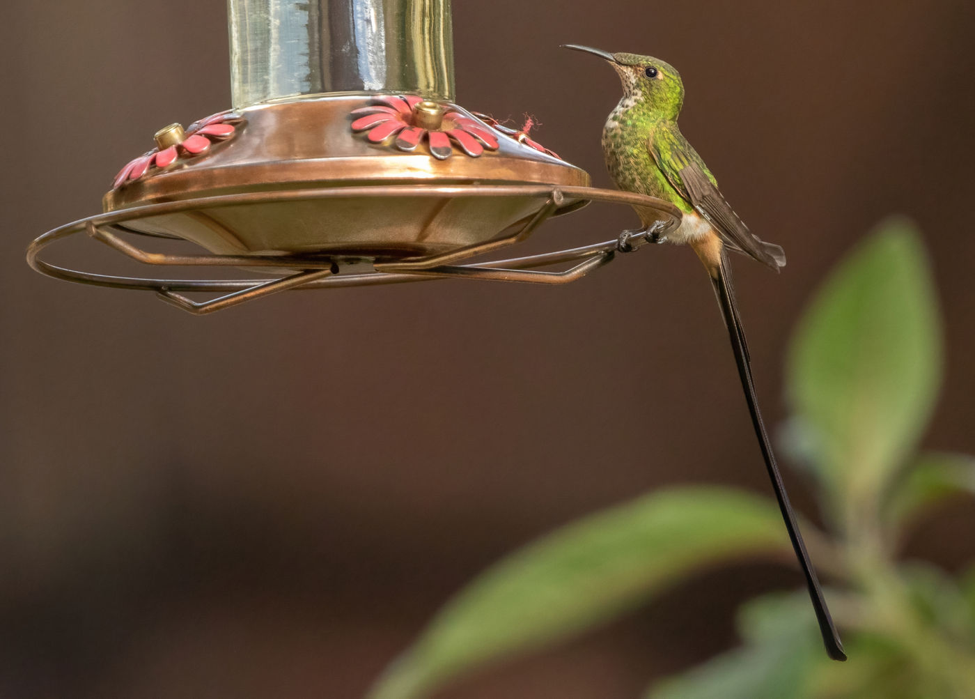 Black-tailed Trainbearer (c) Joachim Bertrands