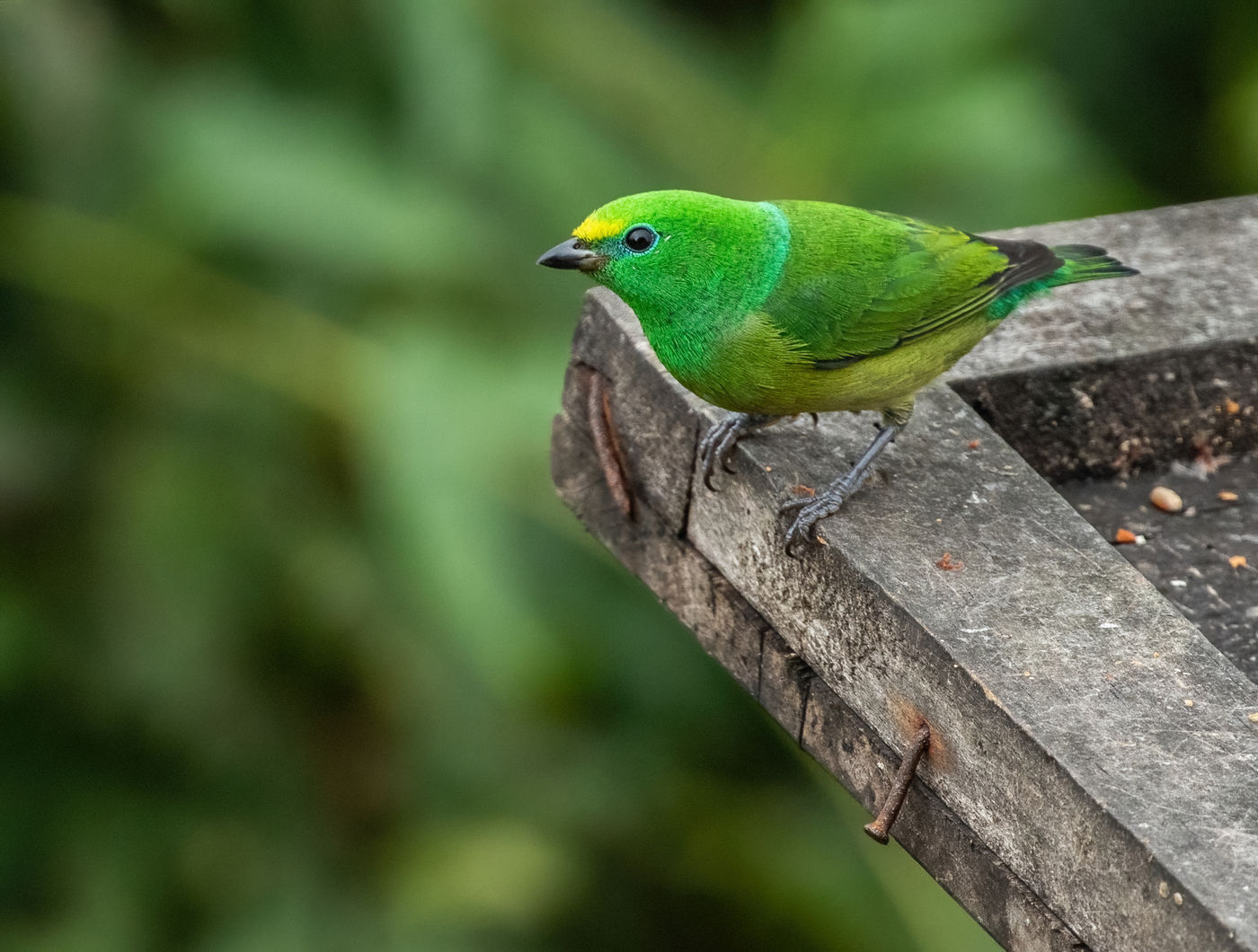 Blue-naped Chlorophonia (c) Joachim Bertrands