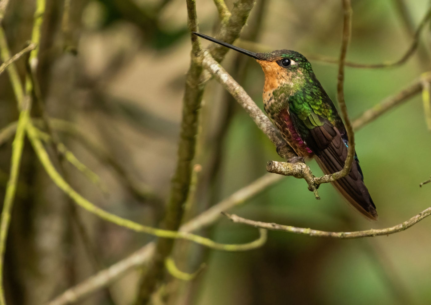 Blue-throated Starfrontlet (c) Joachim Bertrands