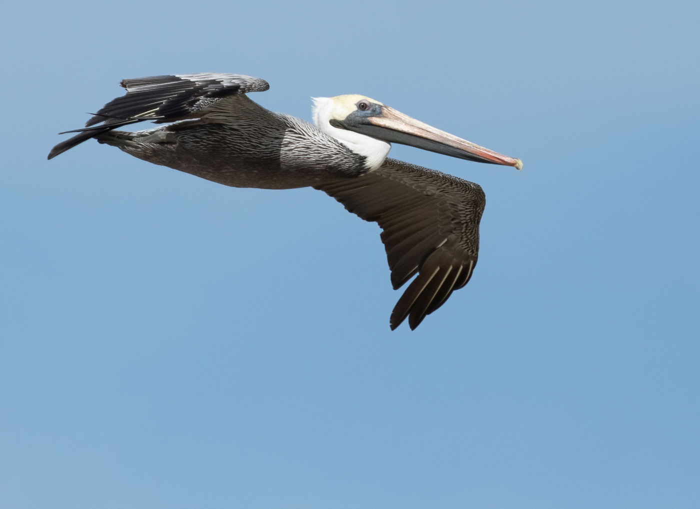 Brown Pelican (c) Joachim Bertrands