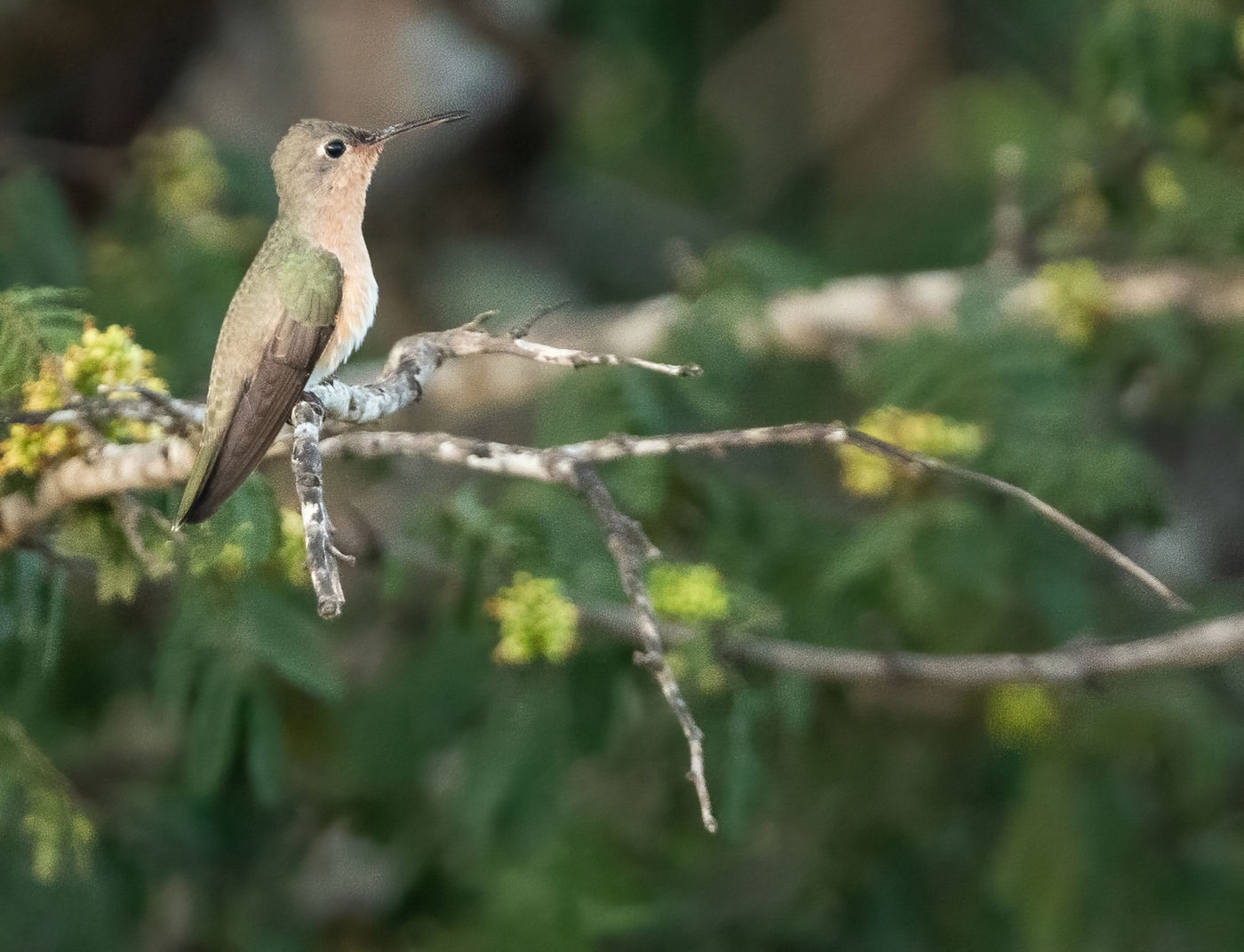 Buffy Hummingbird (c) Joachim Bertrands