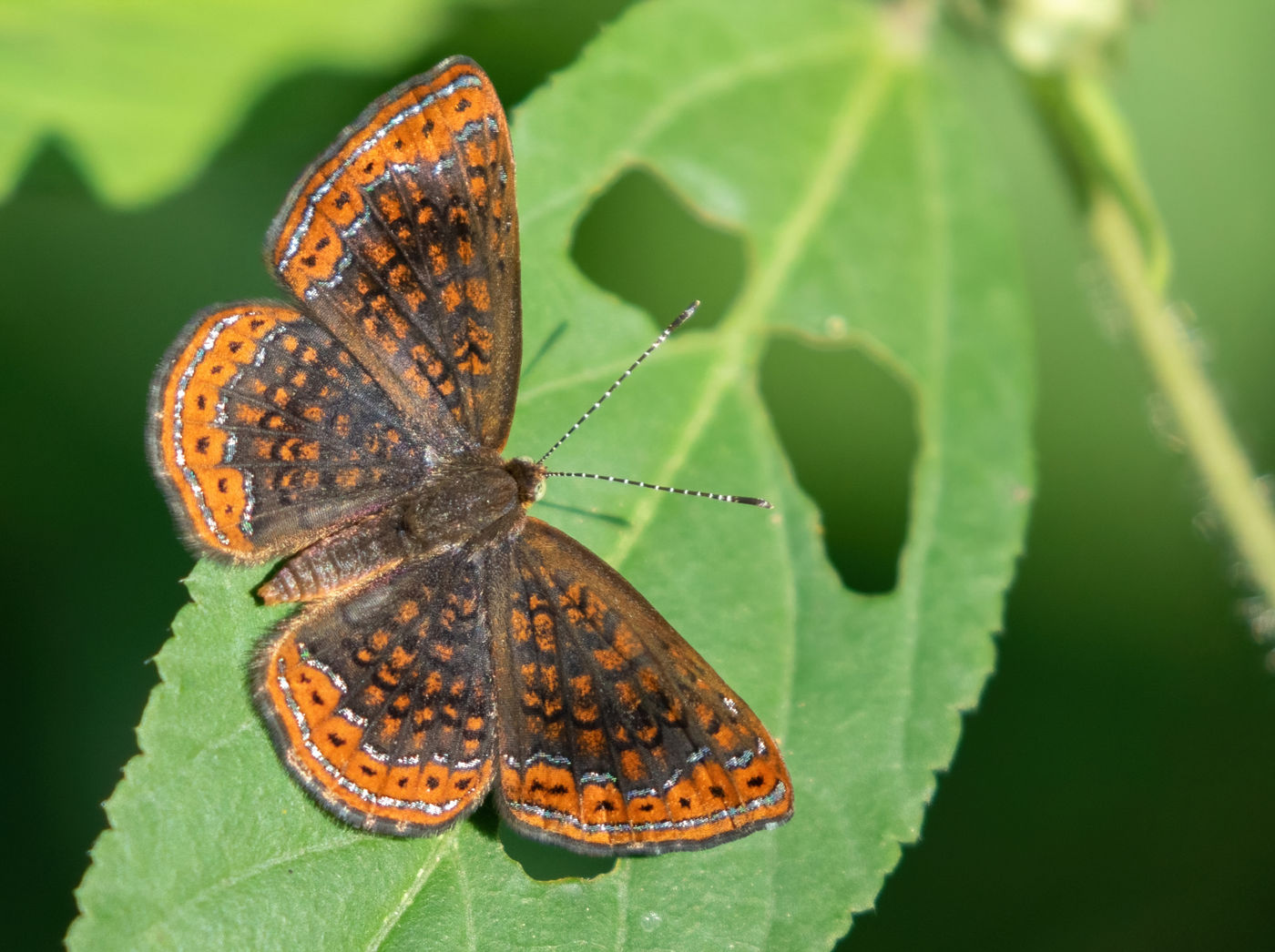 Butterfly sp. (c) Joachim Bertrands