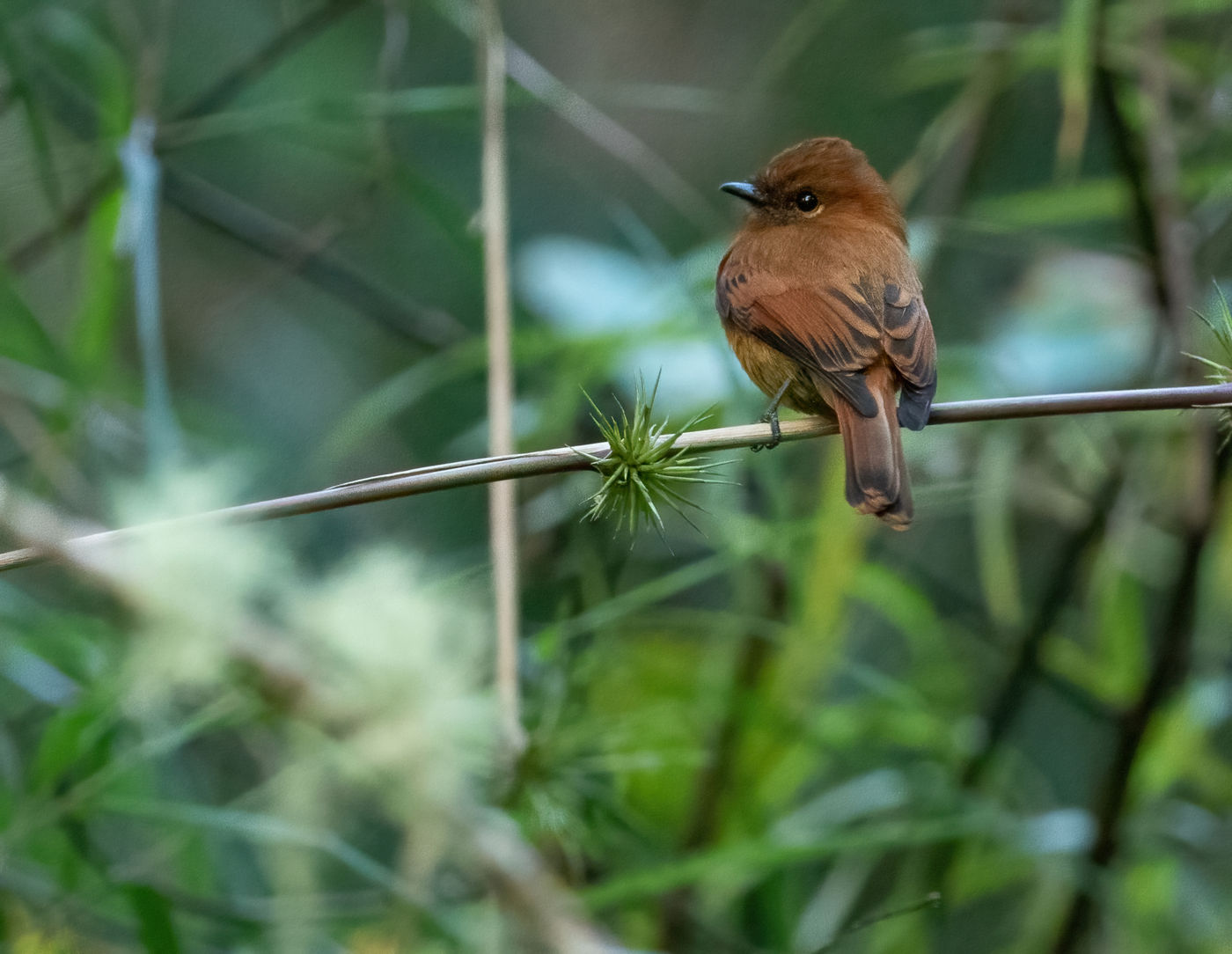 'Santa Marta' Cinnamon Flycatcher (c) Joachim Bertrands