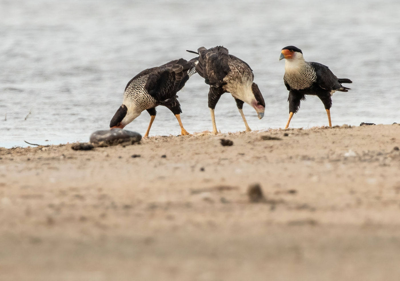 Northern Crested Caracara (c) Joachim Bertrands