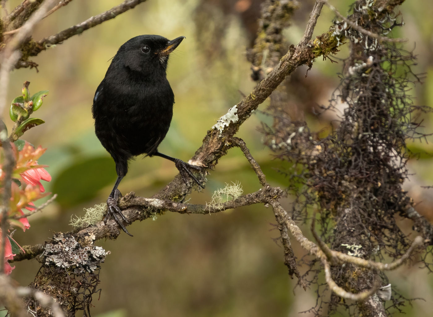 Glossy Flowerpiercer (c) Joachim Bertrands