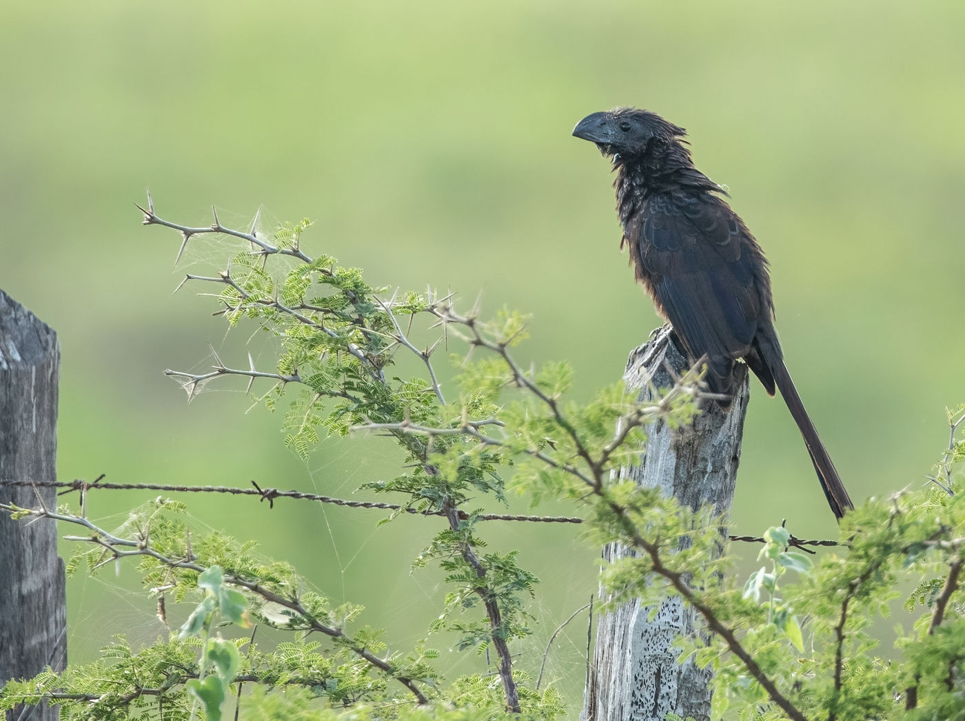 Groove-billed Ani (c) Joachim Bertrands