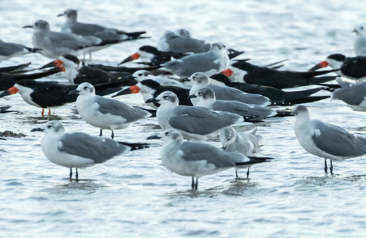 Laughing Gull (c) Joachim Bertrands