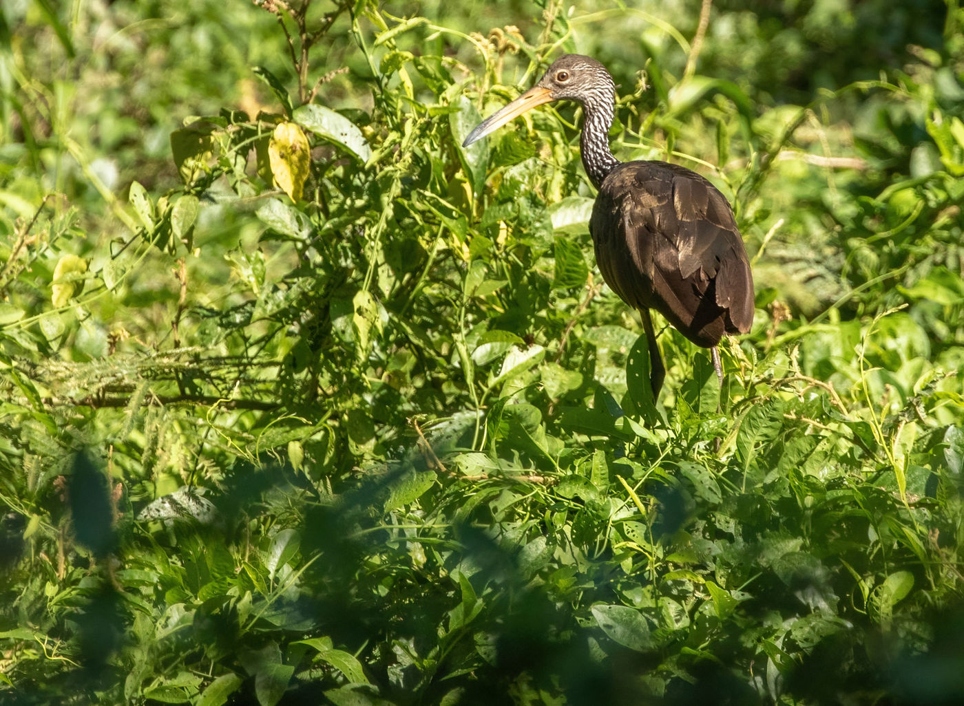 Limpkin (c) Joachim Bertrands