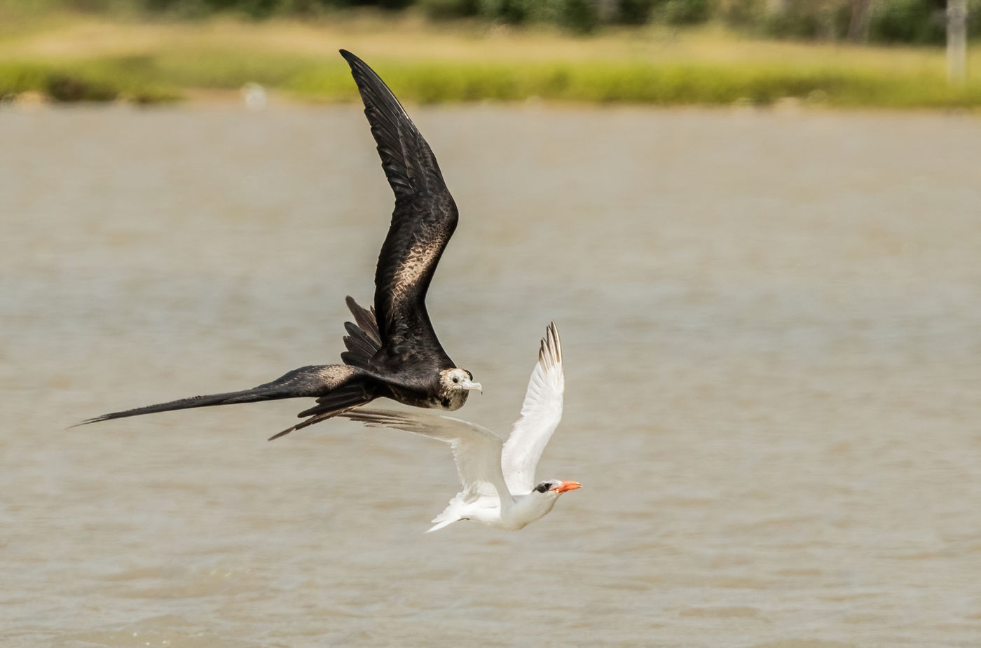 Magnificen Frigatebird (c) Joachim Bertrands