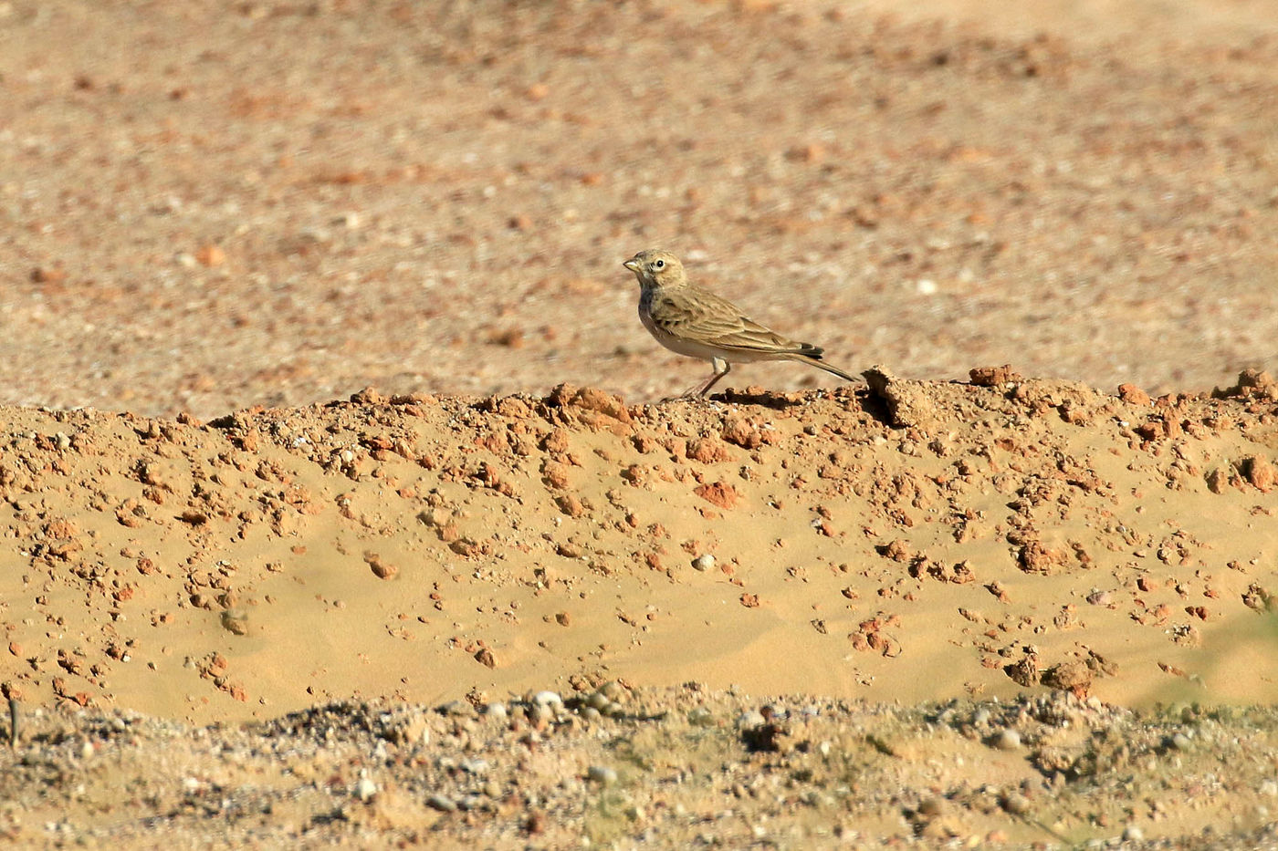 Oman2021VogelreisJacquesVanheuversmeyn-100 © Jacques Vanheuversweyn