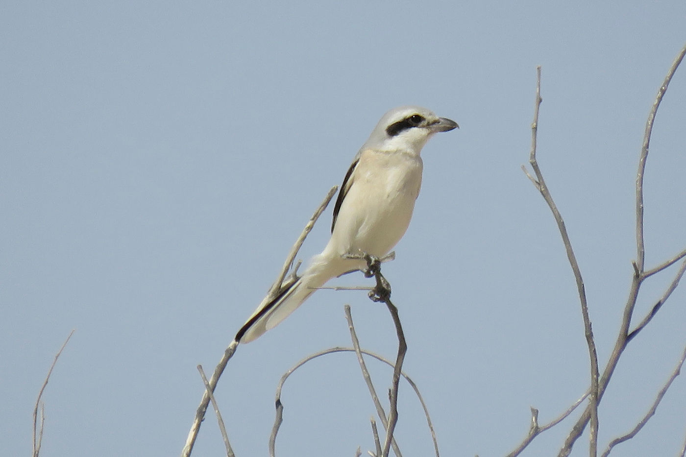 Oman2021VogelreisJacquesVanheuversmeyn-106 © Jacques Vanheuversweyn