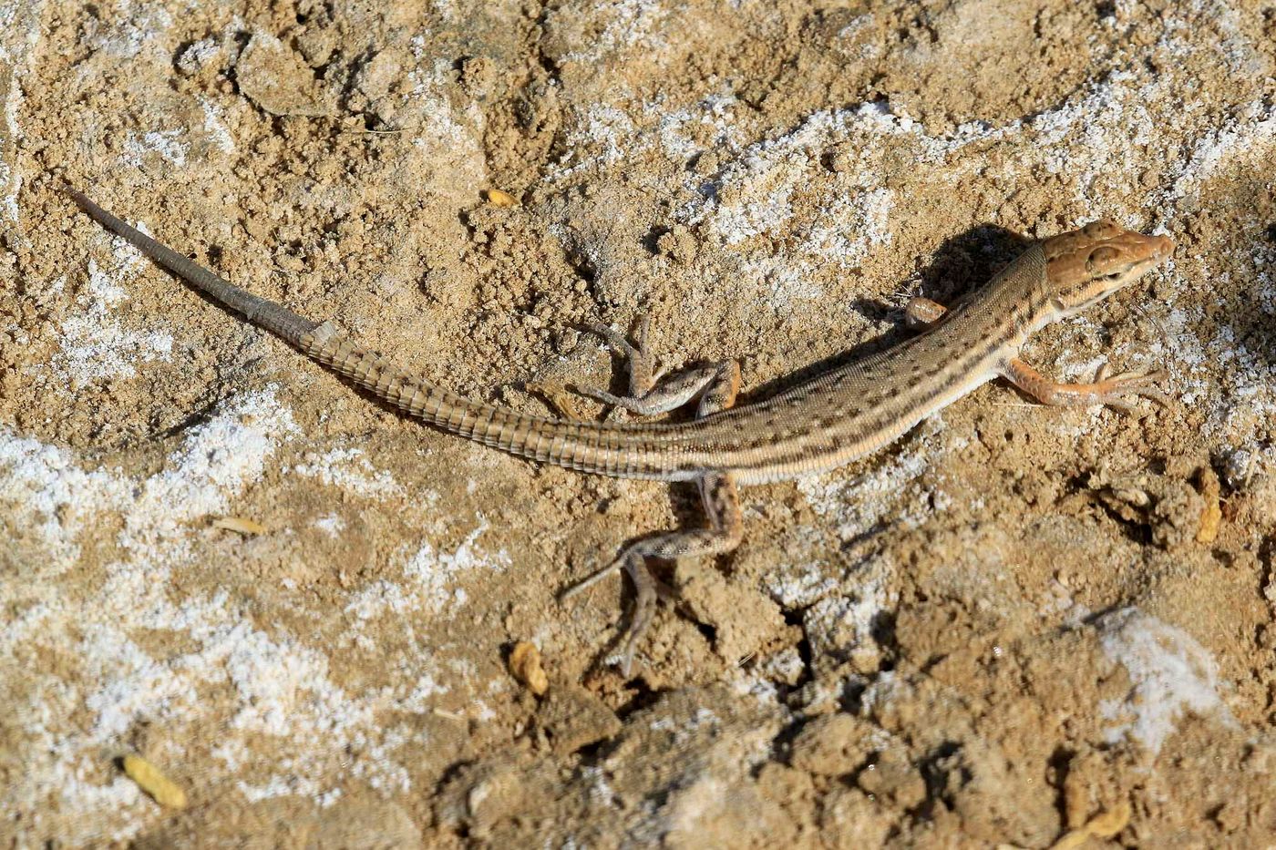 Oman2021VogelreisJacquesVanheuversmeyn-116 © Jacques Vanheuversweyn