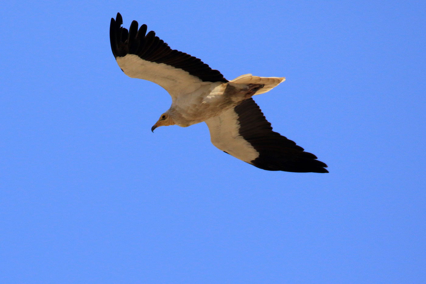 Oman2021VogelreisJacquesVanheuversmeyn-15 © Jacques Vanheuversweyn