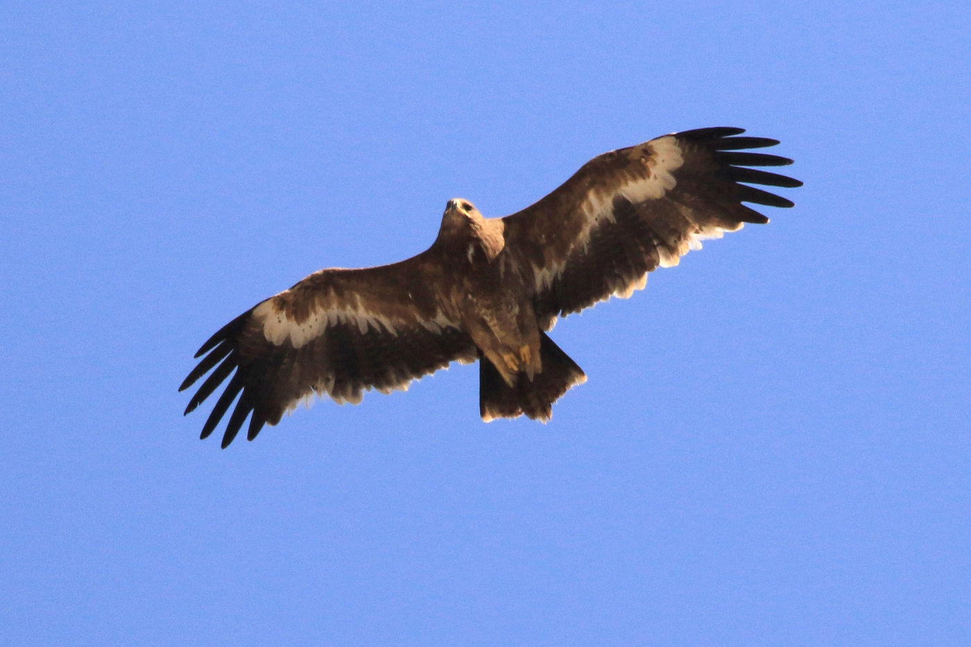 Oman2021VogelreisJacquesVanheuversmeyn-17 © Jacques Vanheuversweyn