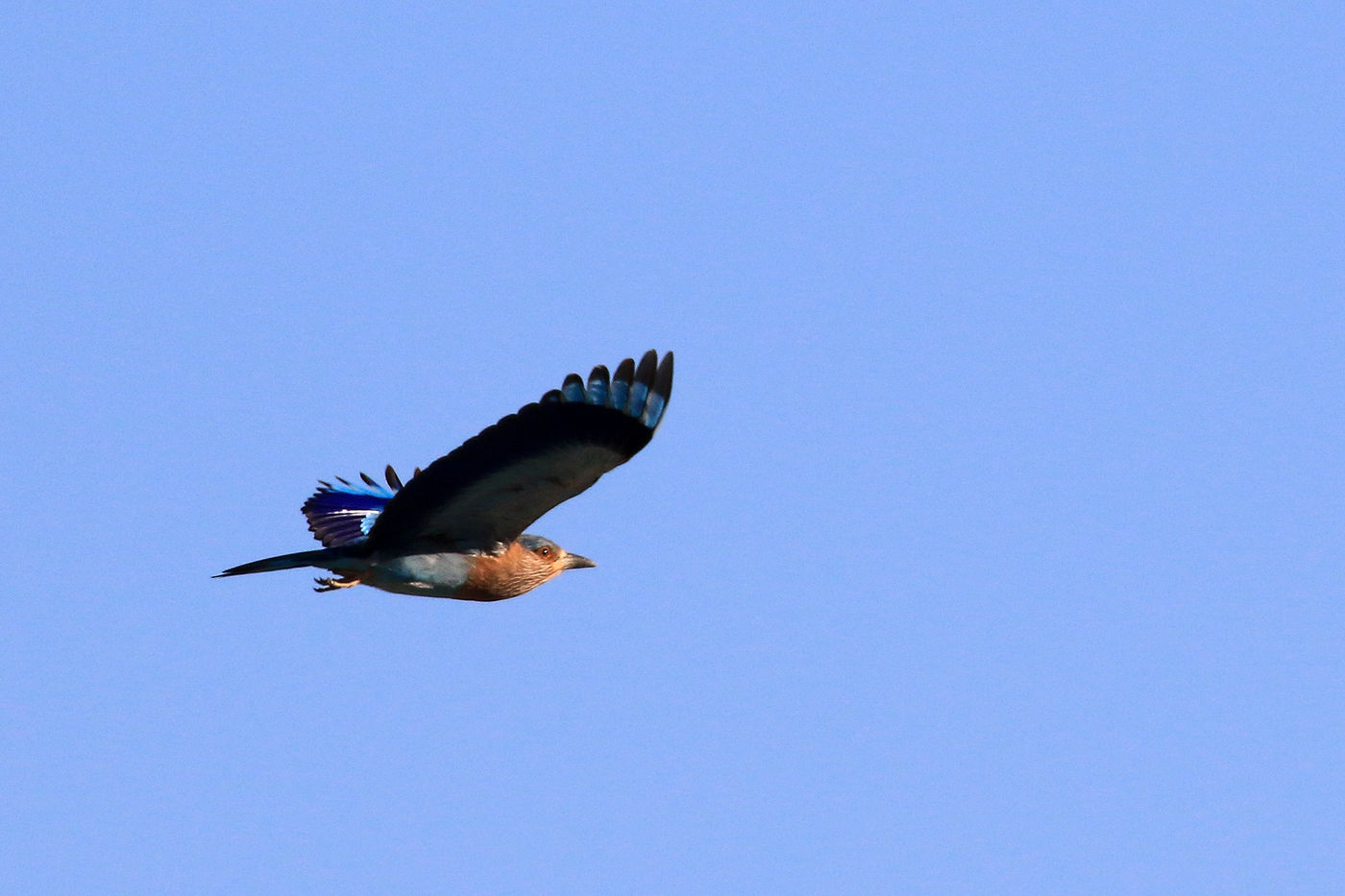 Oman2021VogelreisJacquesVanheuversmeyn-45 © Jacques Vanheuversweyn