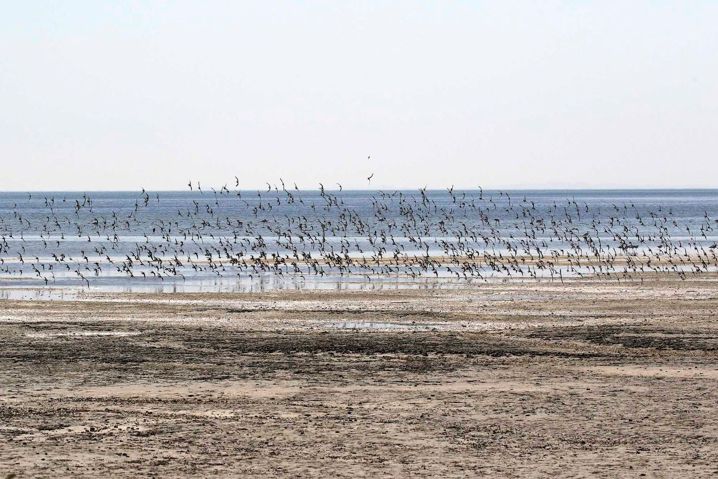 Oman2021VogelreisJacquesVanheuversmeyn-74 © Jacques Vanheuversweyn