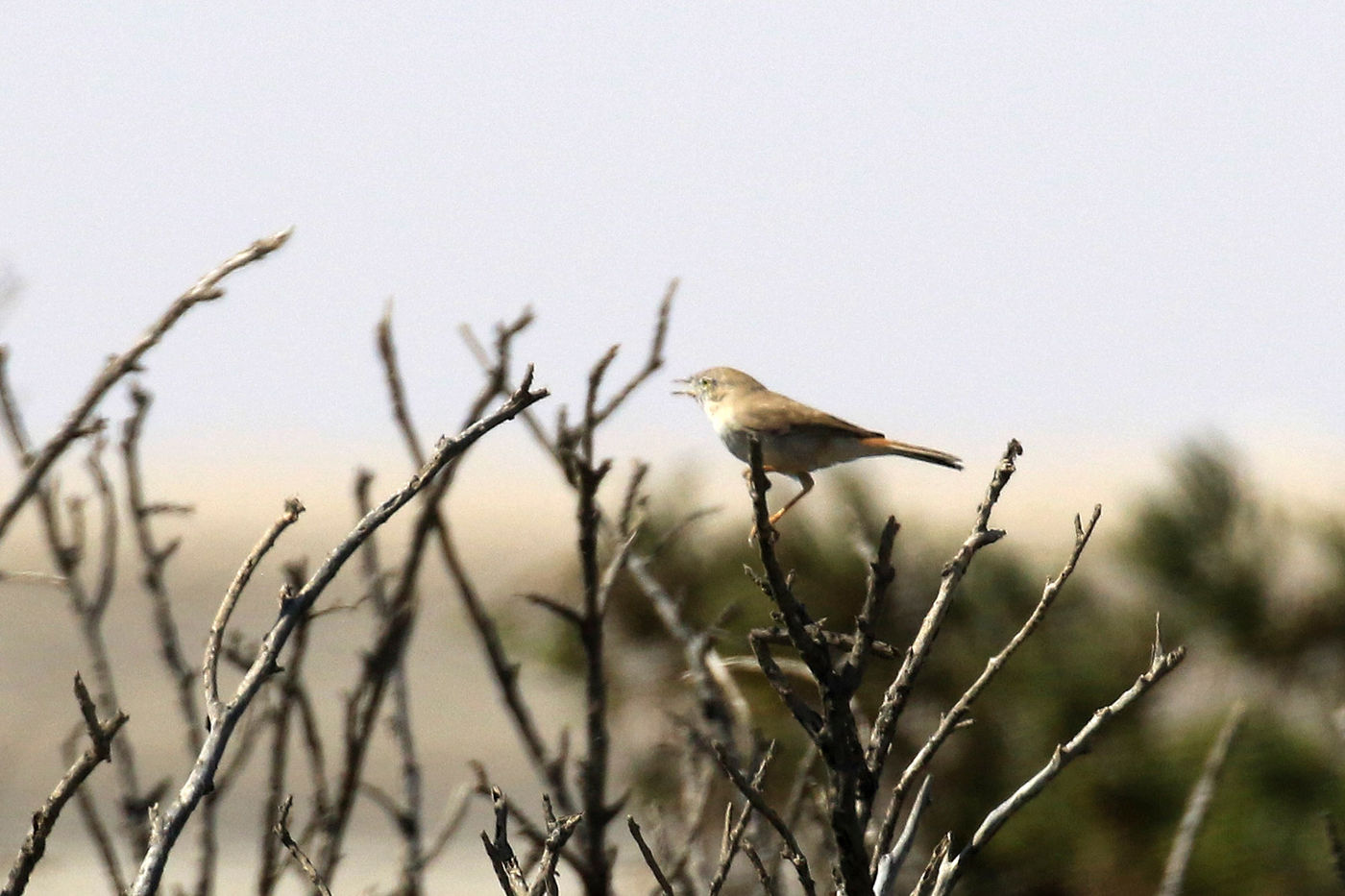 Oman2021VogelreisJacquesVanheuversmeyn-76 © Jacques Vanheuversweyn