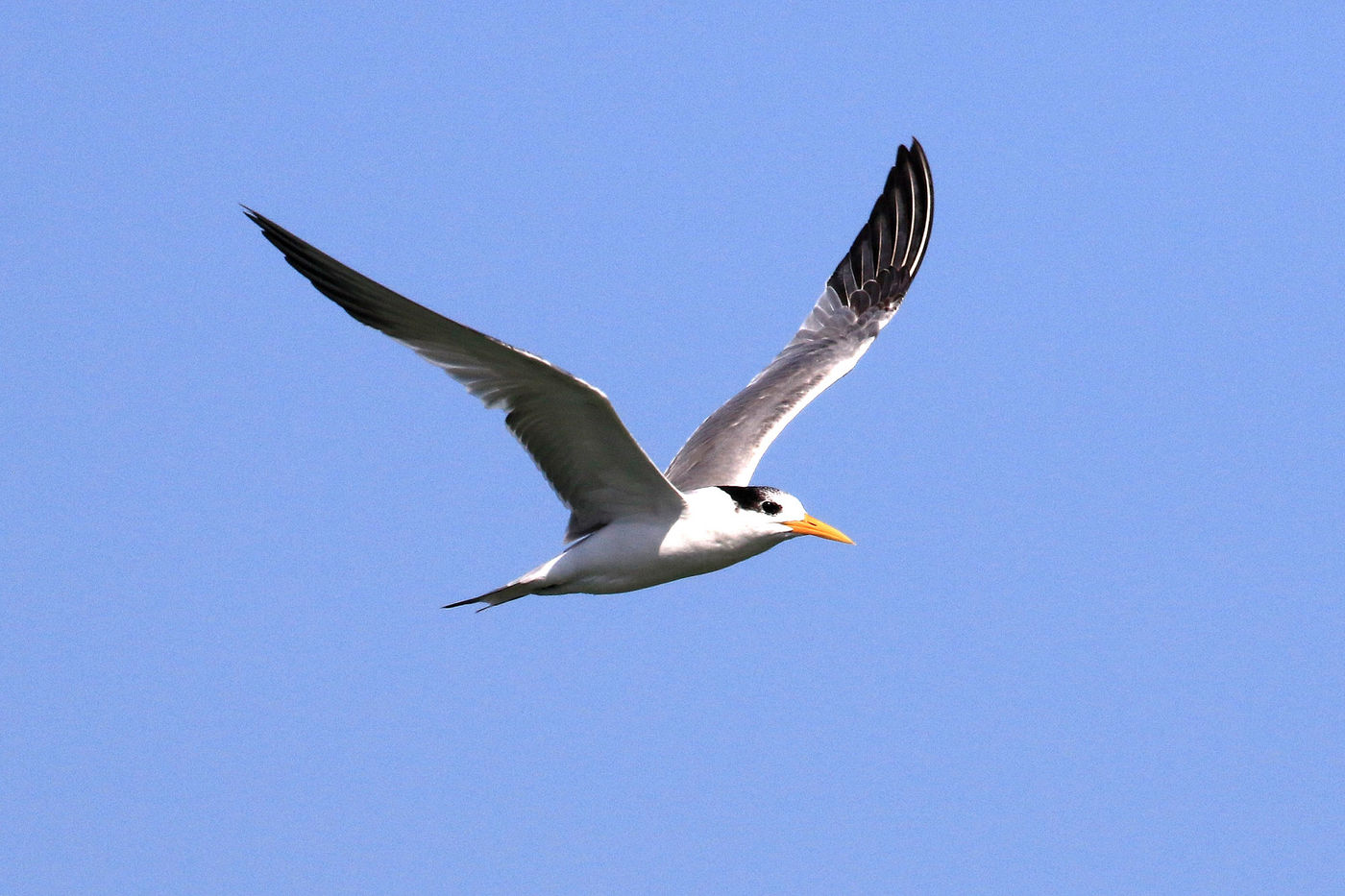 Oman2021VogelreisJacquesVanheuversmeyn-82 © Jacques Vanheuversweyn