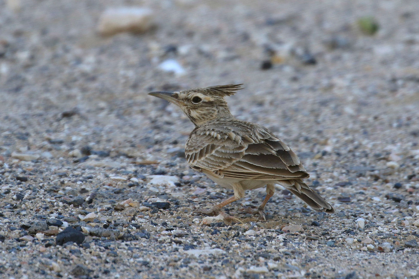 Oman2021VogelreisJacquesVanheuversmeyn-95 © Jacques Vanheuversweyn