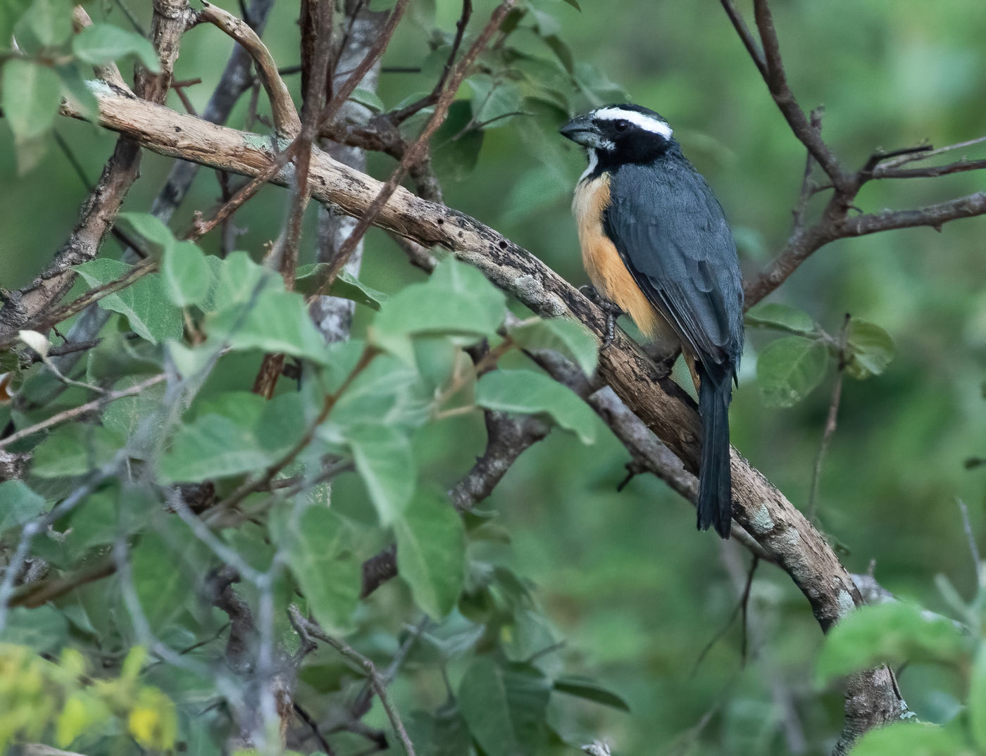 Orinocan Saltator (c) Joachim Bertrands