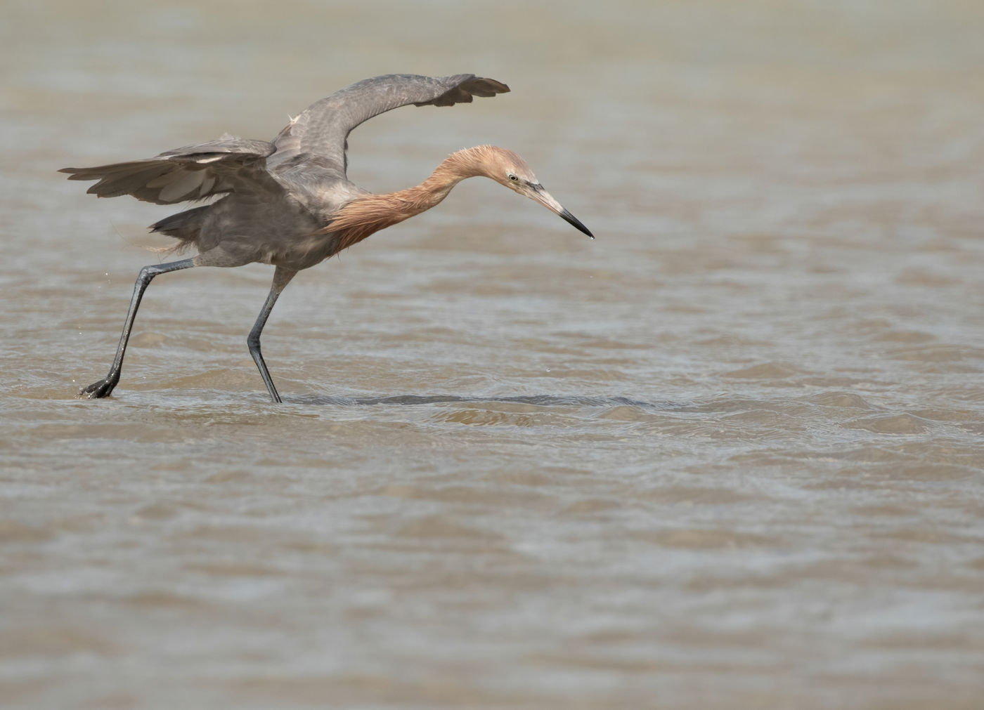 Reddish Egret (c) Joachim Bertrands