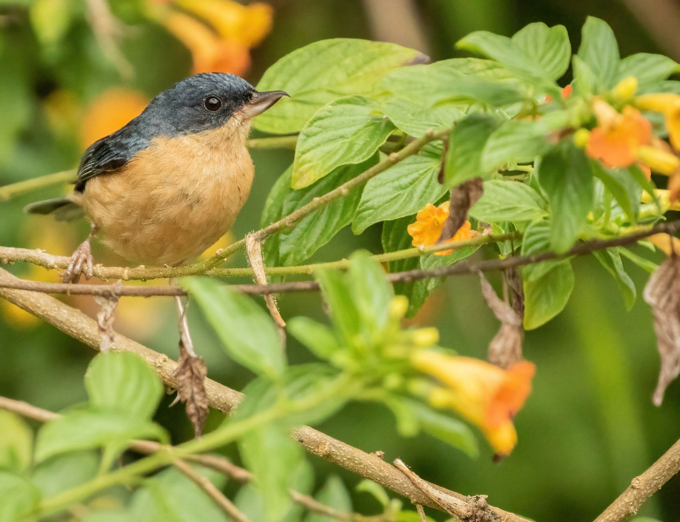 Rusty Flowerpiercer (c) Joachim Bertrands