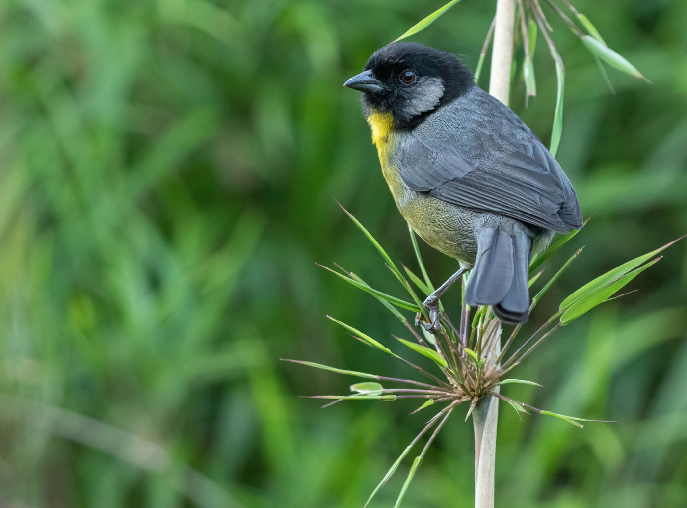 Santa Marta Brushfinch (c) Joachim Bertrands