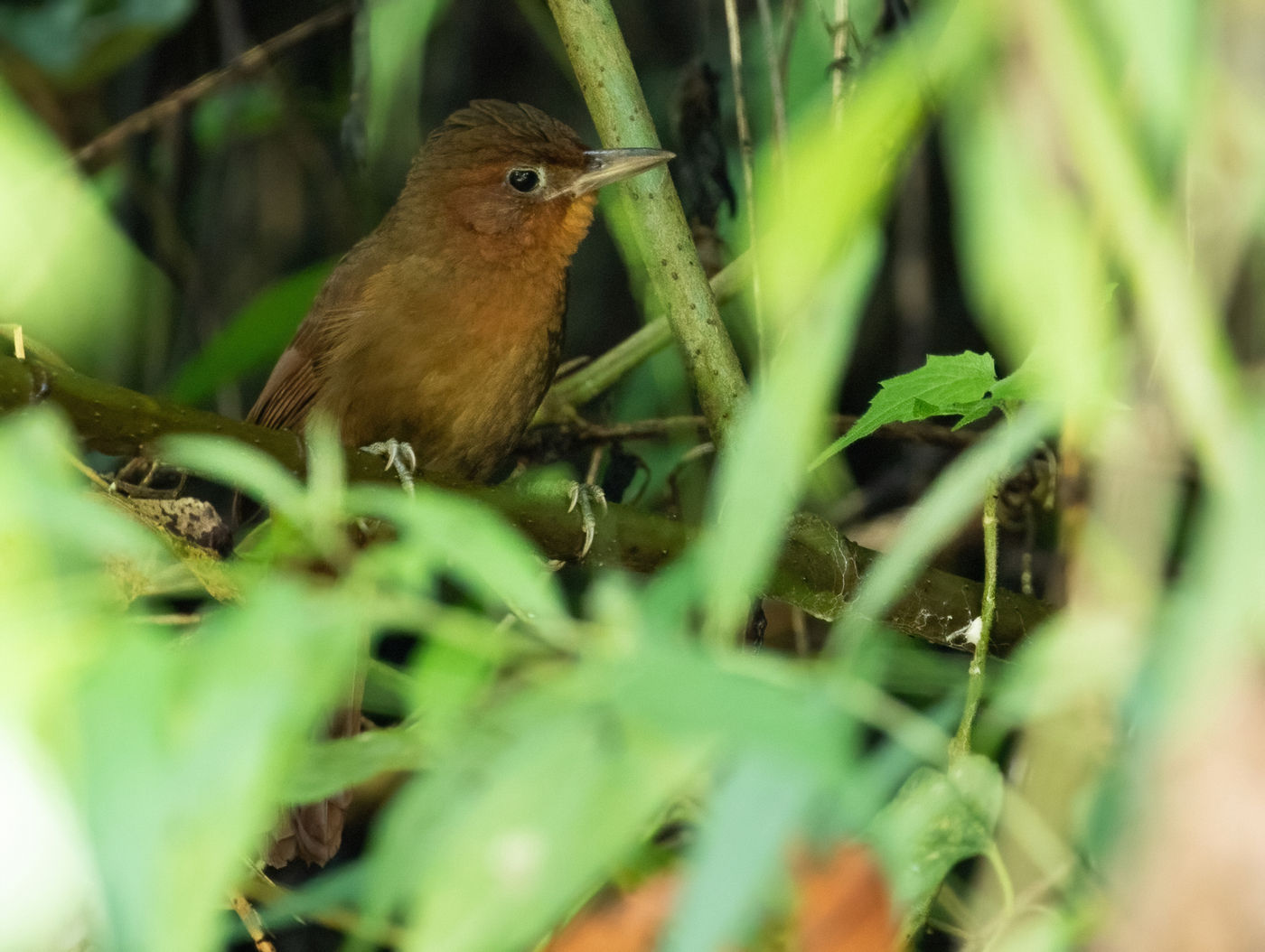 Santa Marta Foliage Gleaner (c) Joachim Bertrands