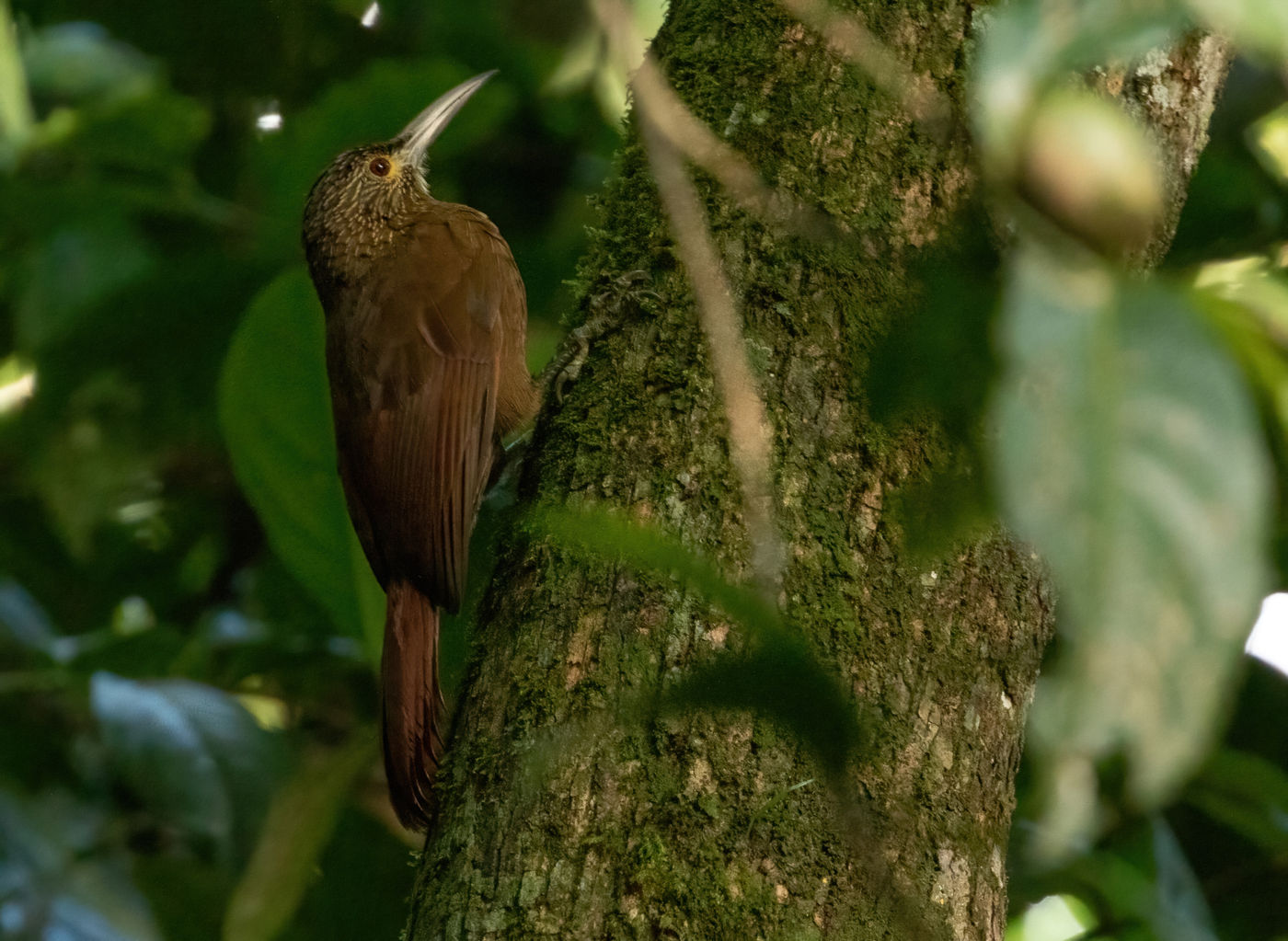 Strong-billed Woodcreeper (c) Joachim Bertrands