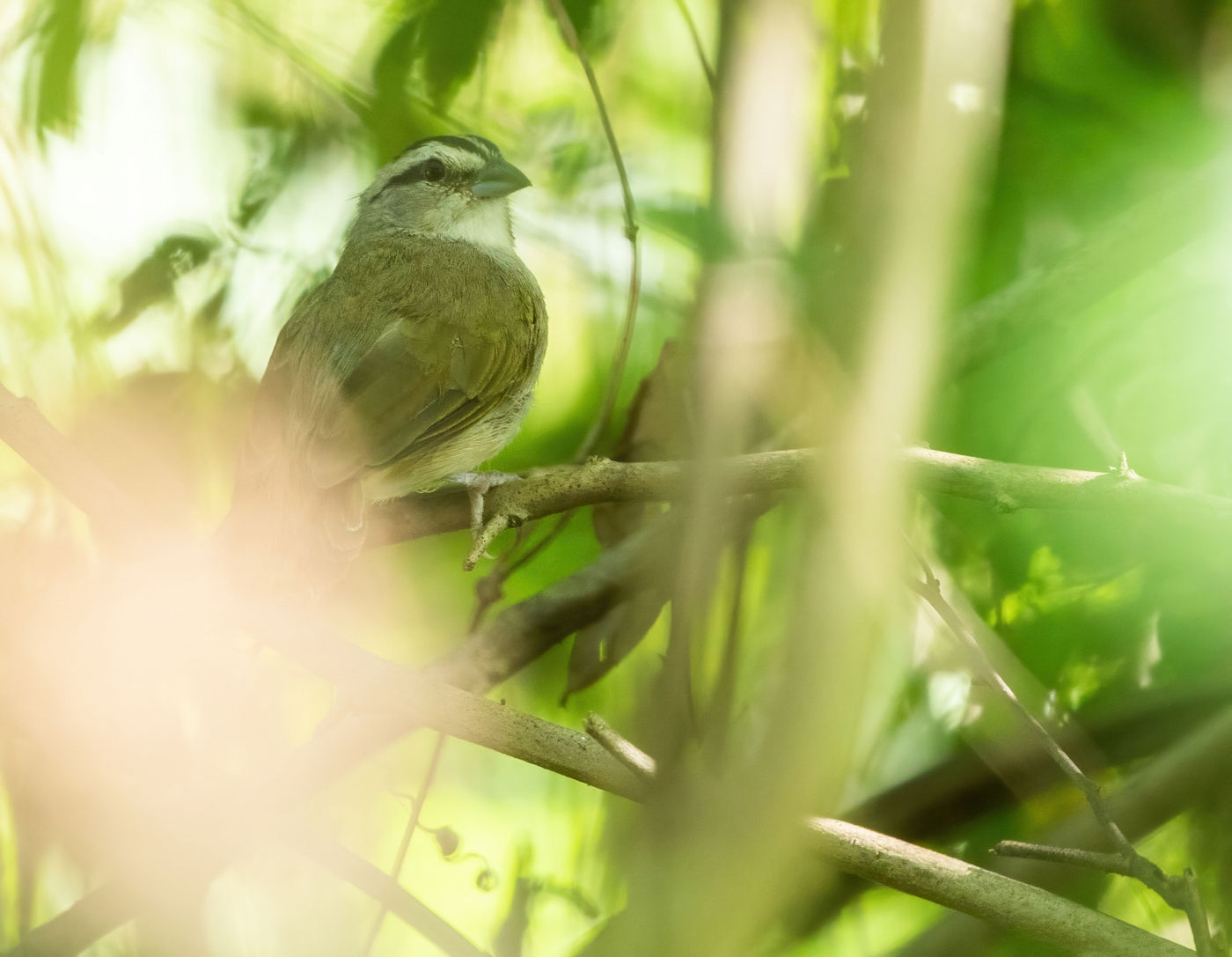 Tocuyo Sparrow (c) Joachim Bertrands