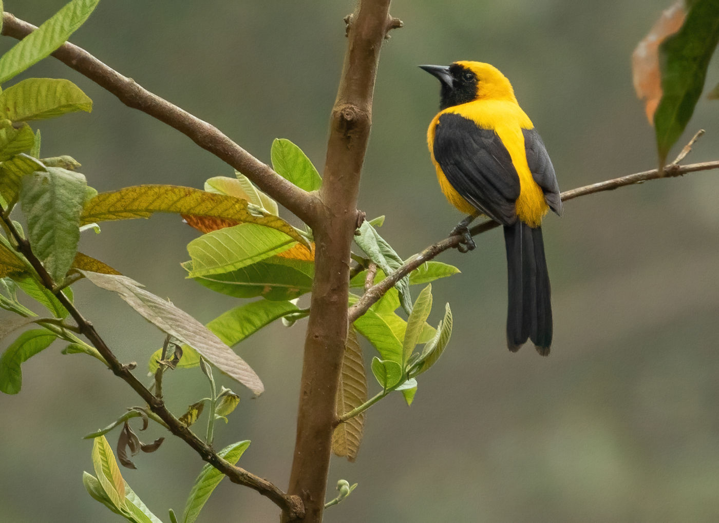 Yellow-backed Oriole (c) Joachim Bertrands