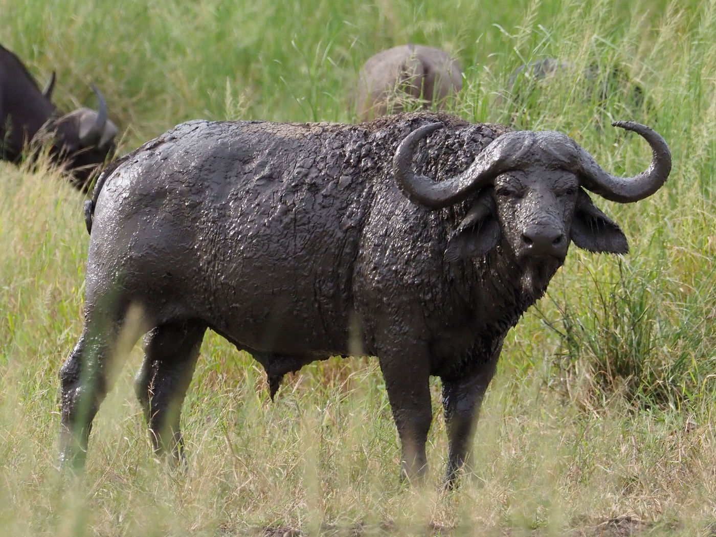 African buffalo © Luc De Brabant