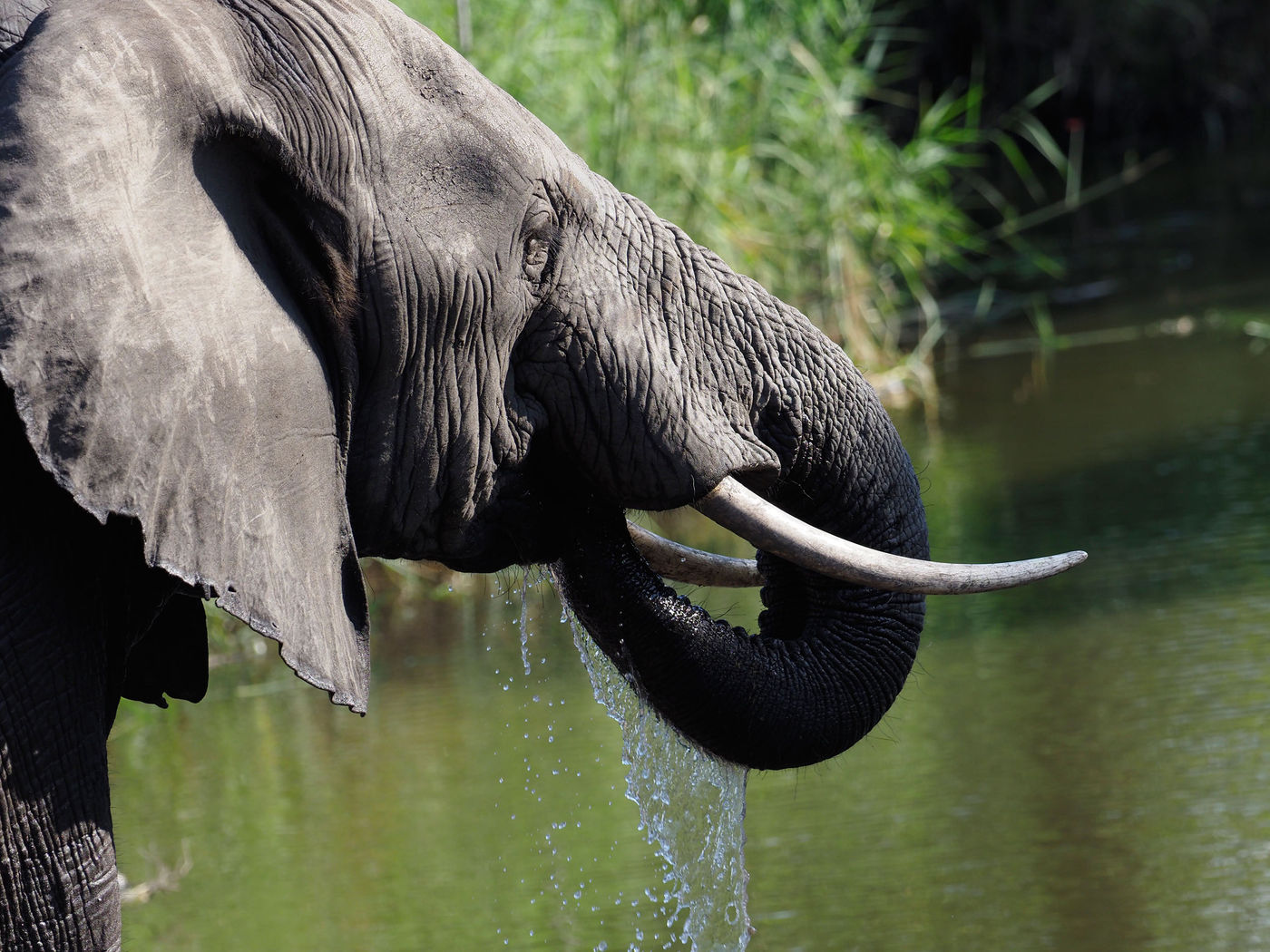 African elephant © Luc De Brabant