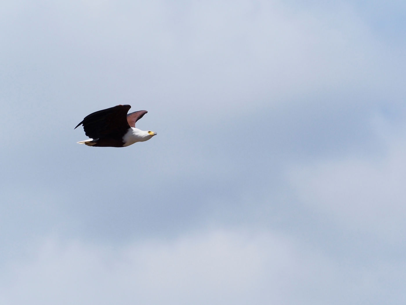 African fish-eagle © Luc De Brabant