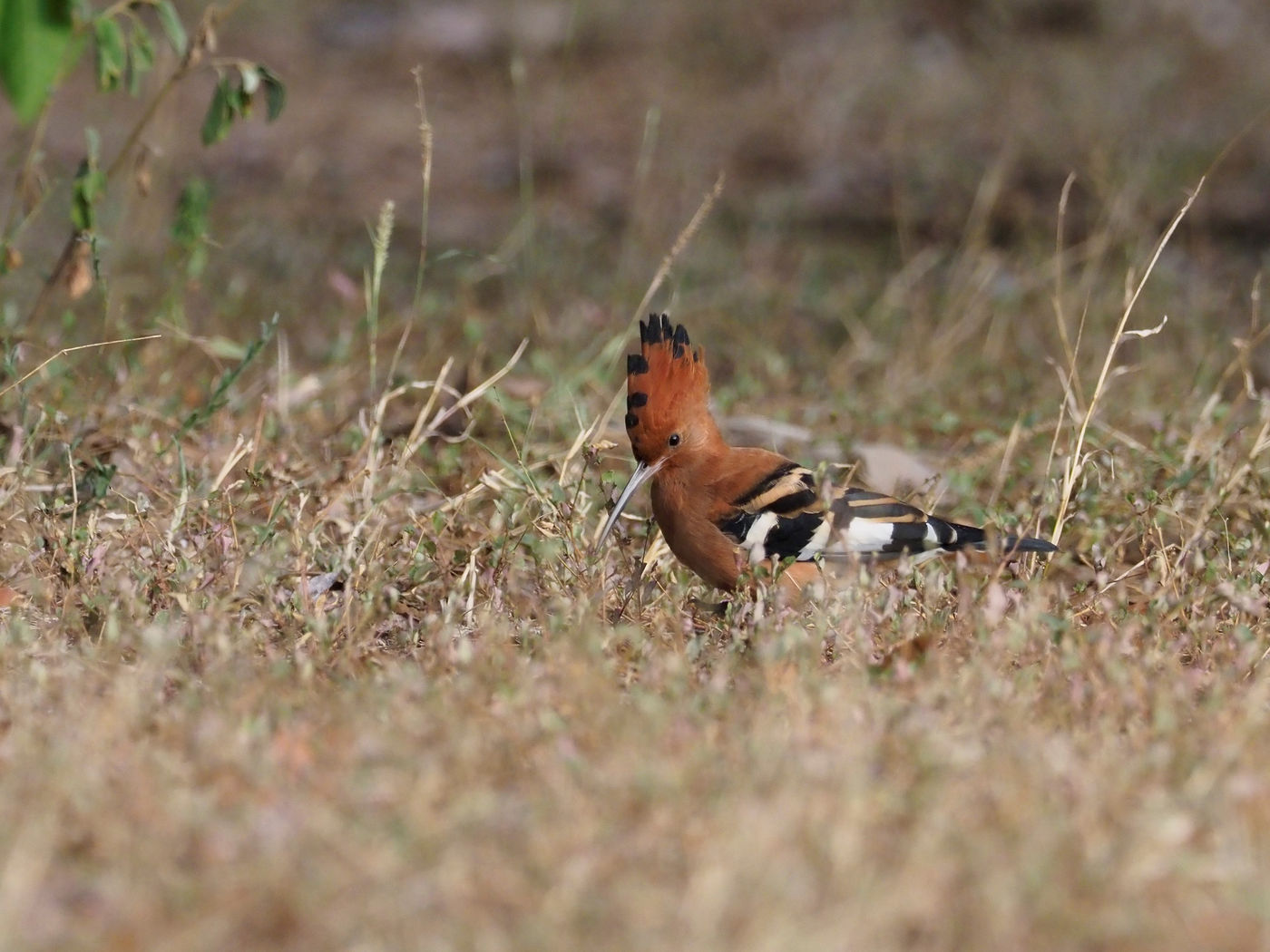 African hoopoe © Luc De Brabant