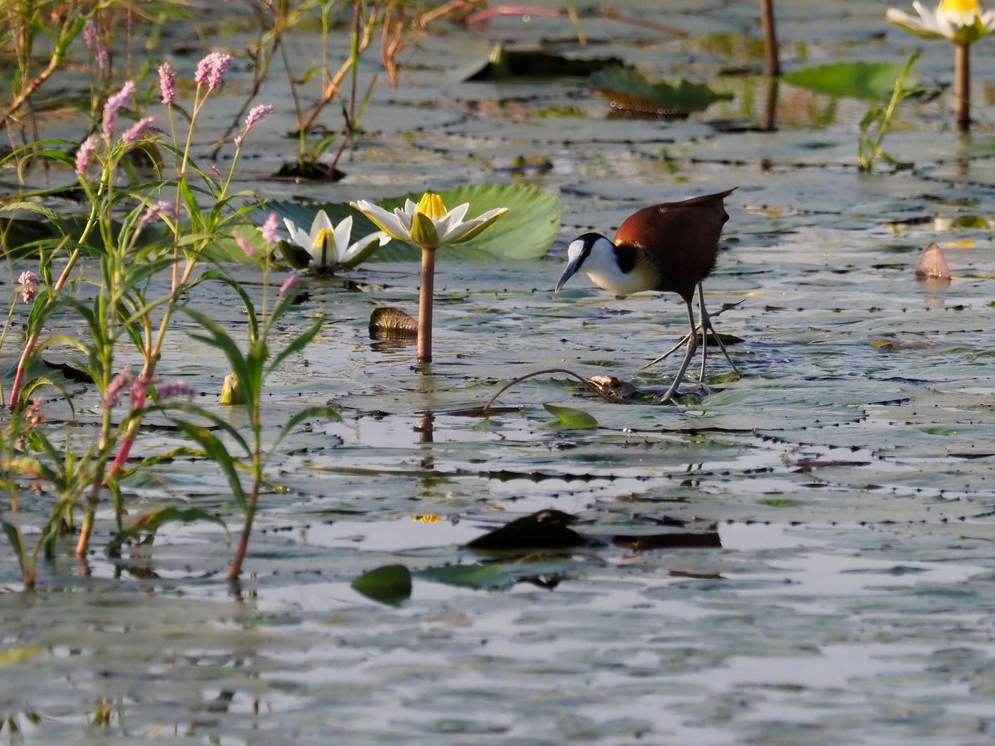 African jacana © Luc De Brabant