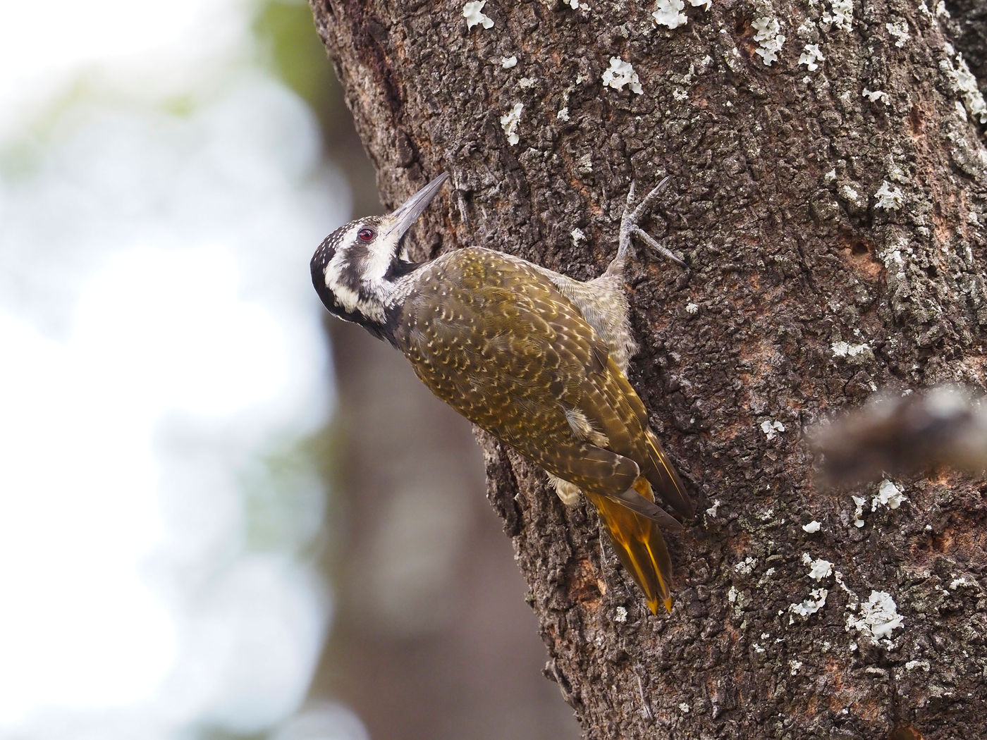 bearded woodpecker © Luc De Brabant