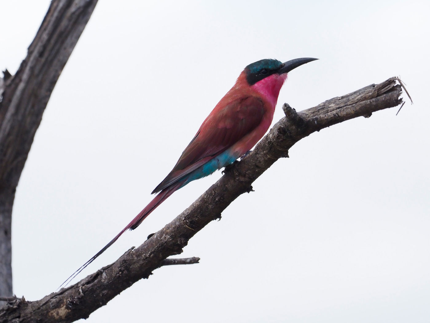 southern carmine bee-eater © Luc De Brabant