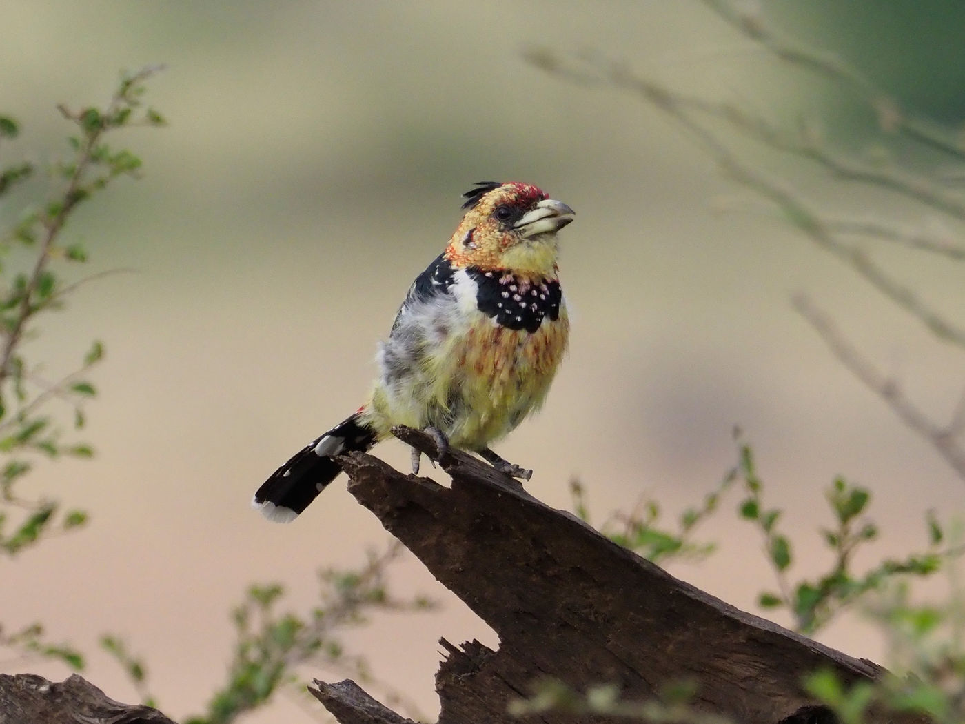 crested barbet © Luc De Brabant