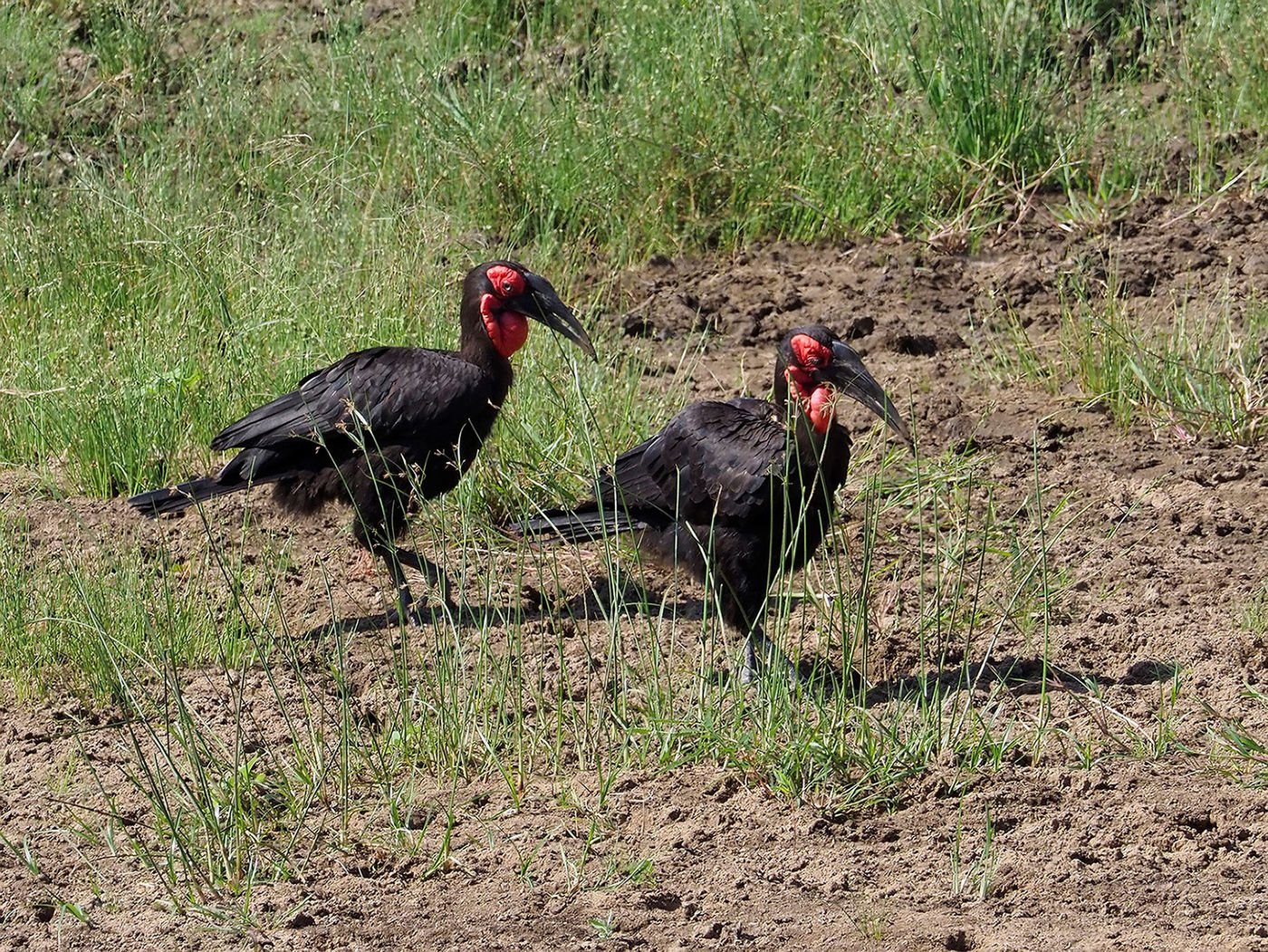 ground hornbill © Luc De Brabant