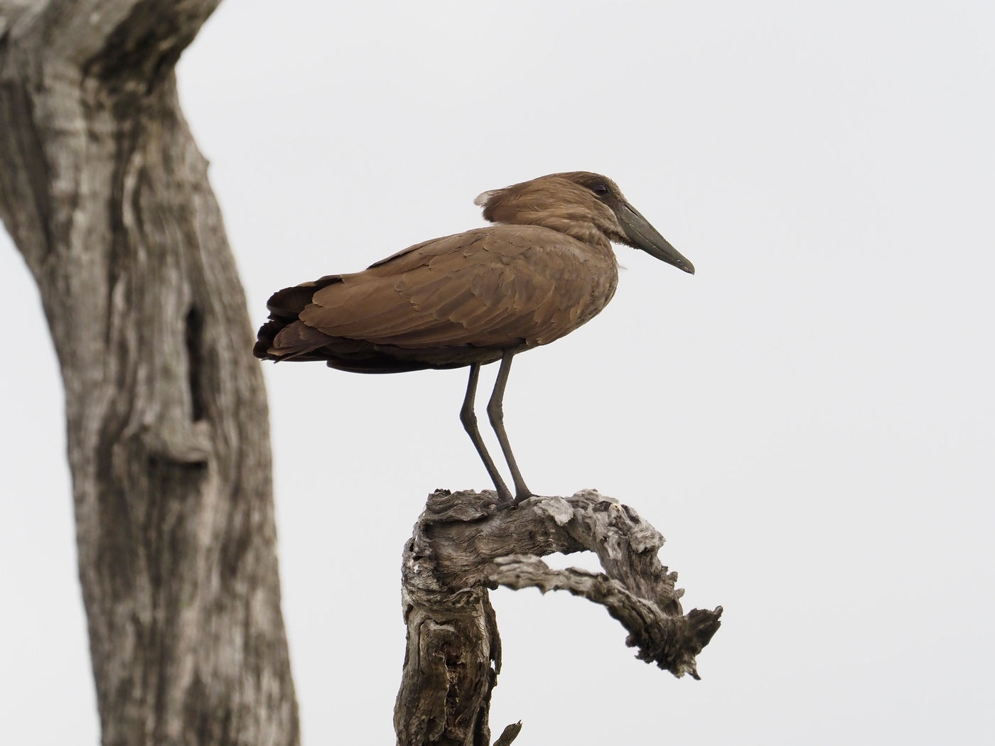 hamerkop © Luc De Brabant