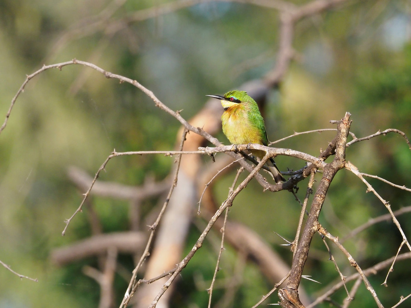 little bee-eater © Luc De Brabant