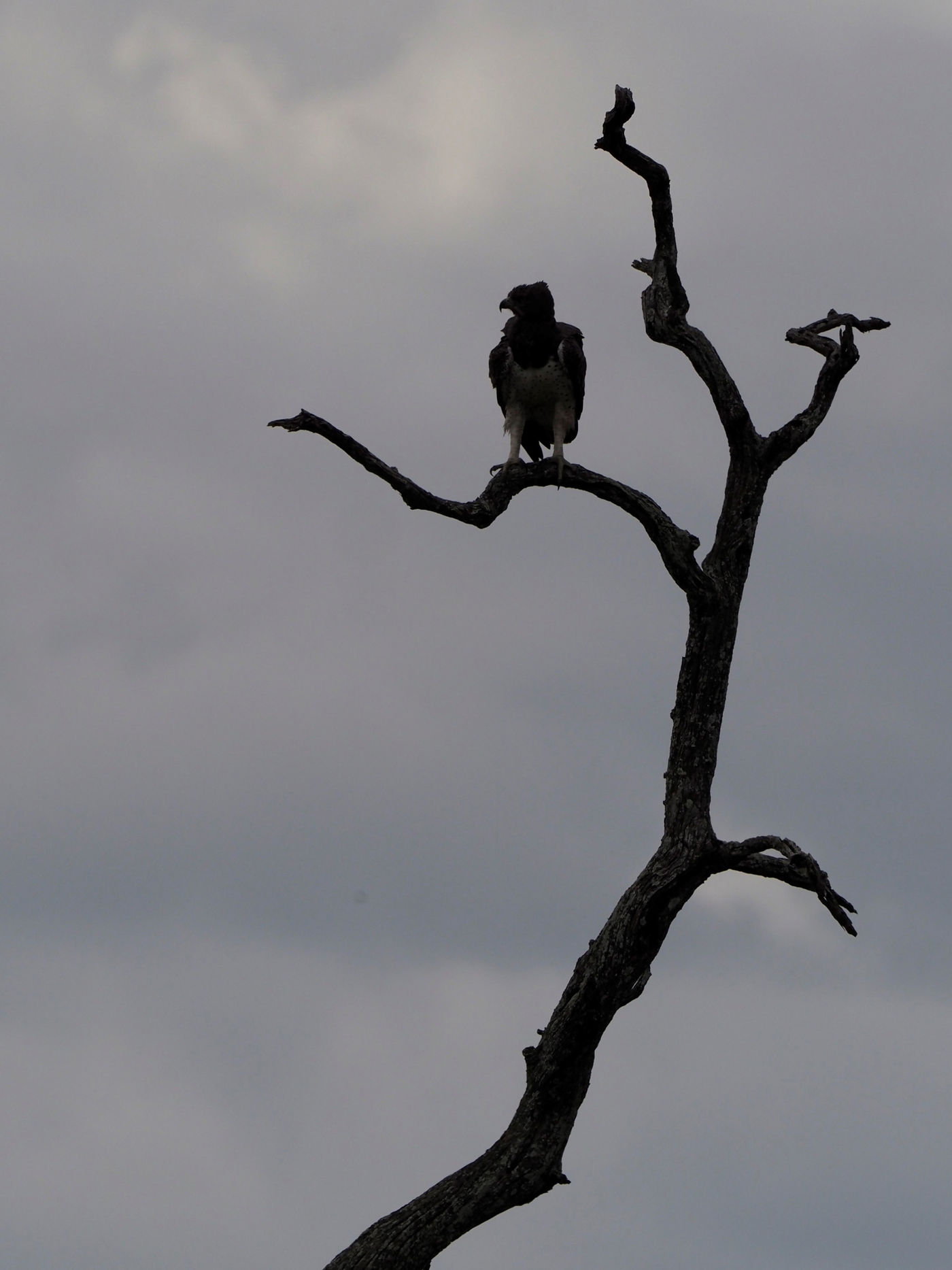 martial eagle © Luc De Brabant