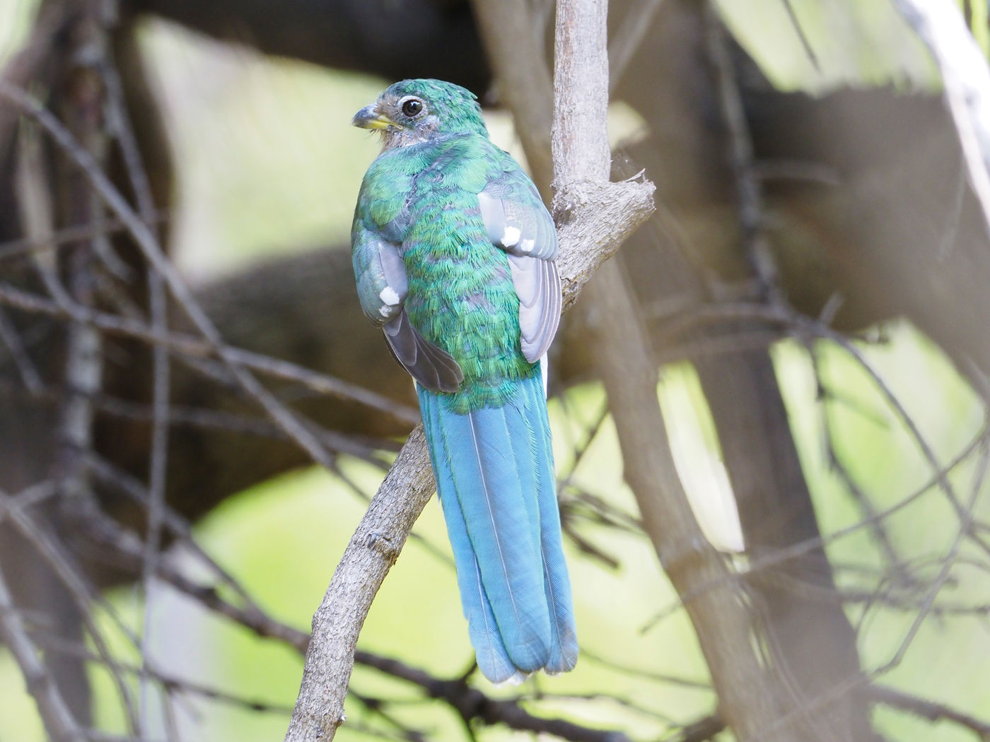 narina trogon © Luc De Brabant