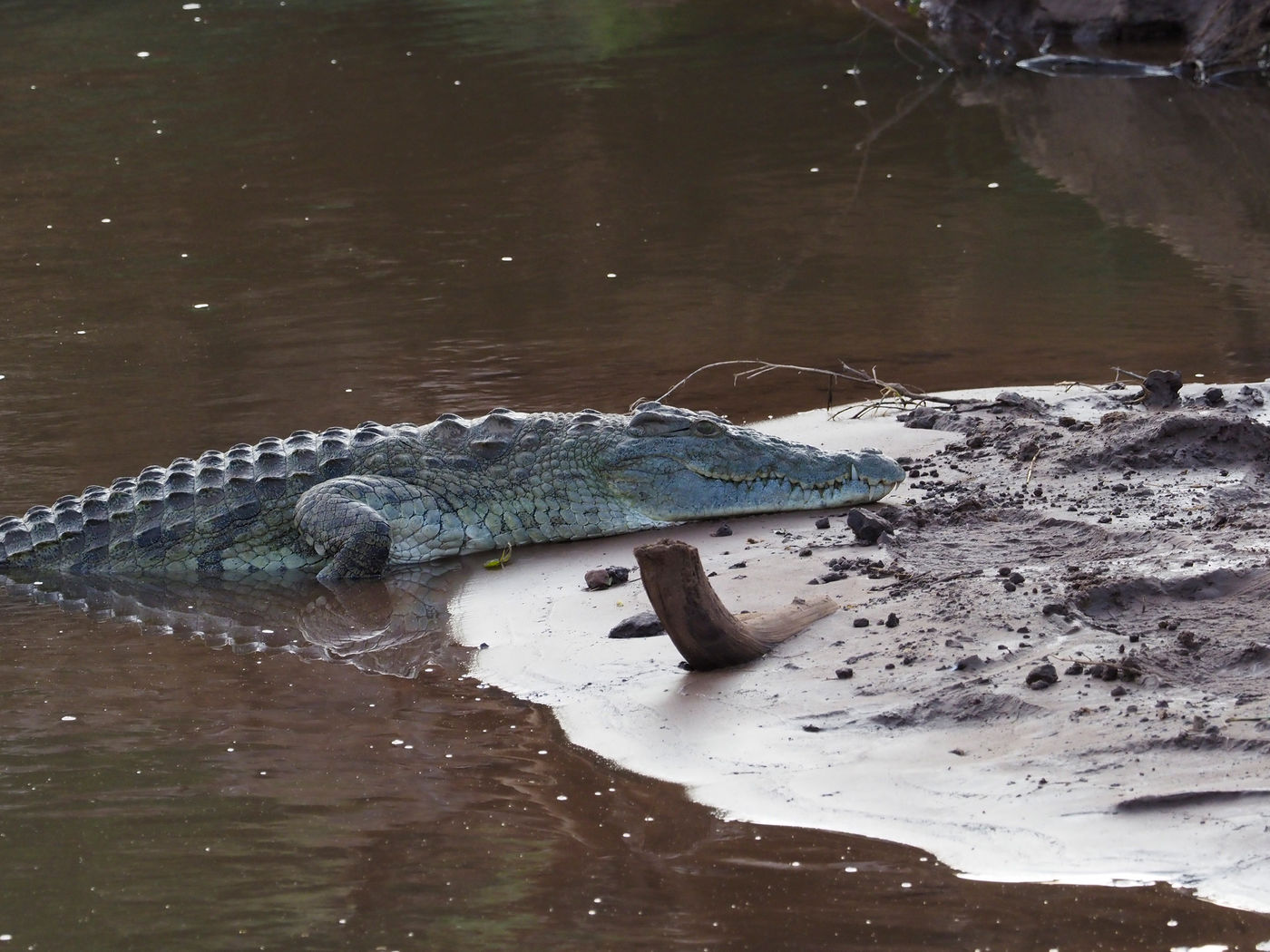 Nile crocodile © Luc De Brabant