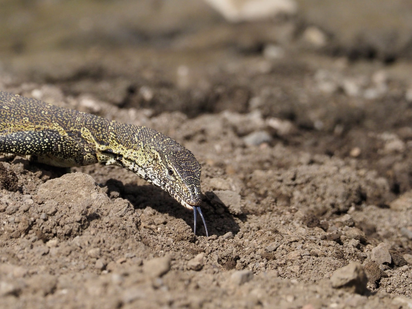 Nile monitor © Luc De Brabant